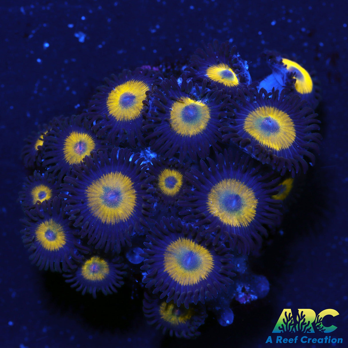 Bella Donna Zoas
