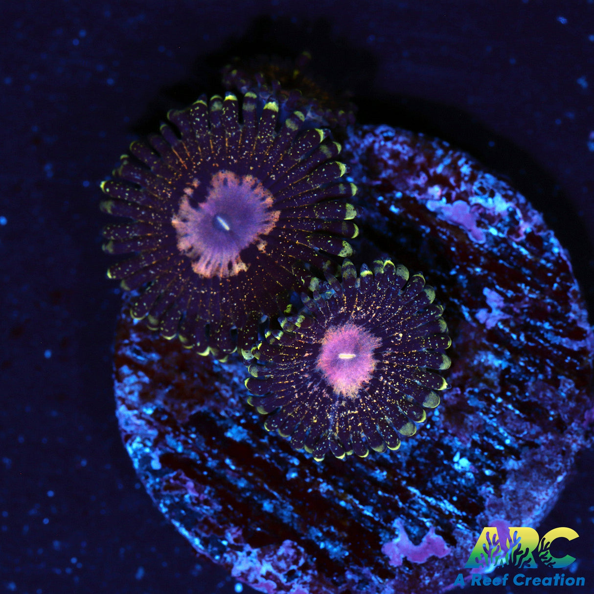 NYRA Peacock nine6seven