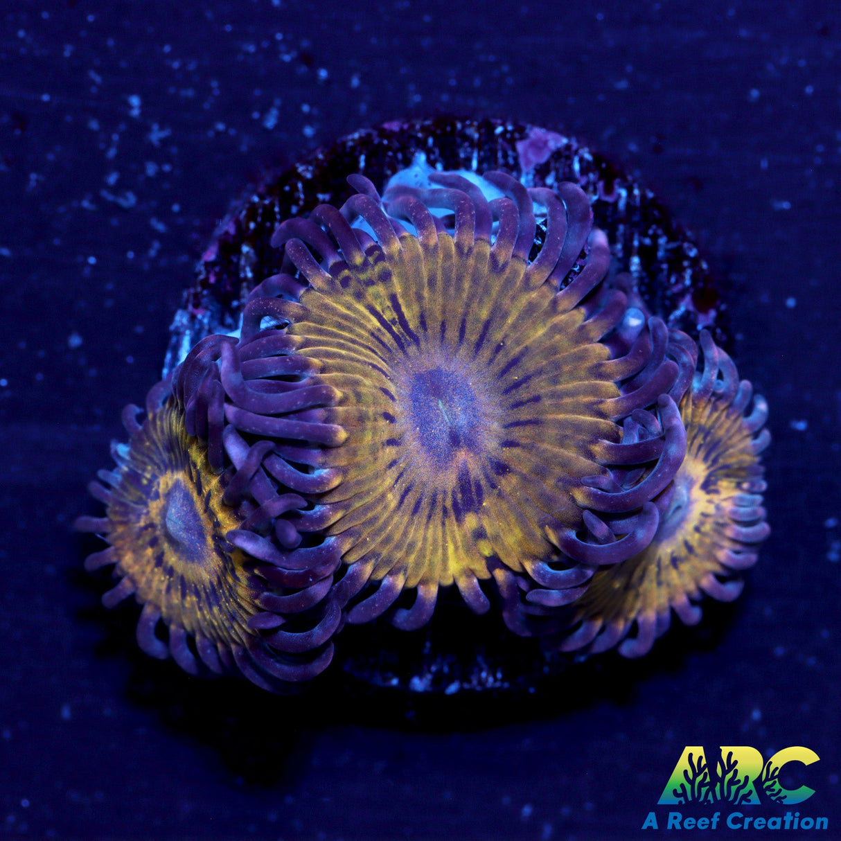 ARC Stratocaster Zoa