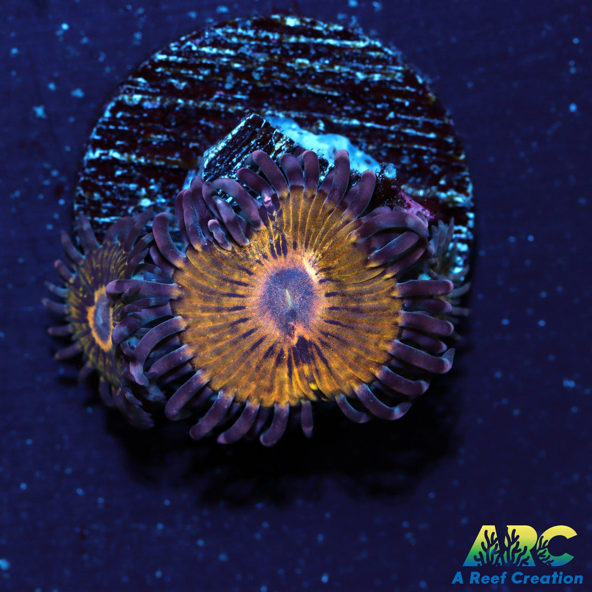 ARC Stratocaster Zoa