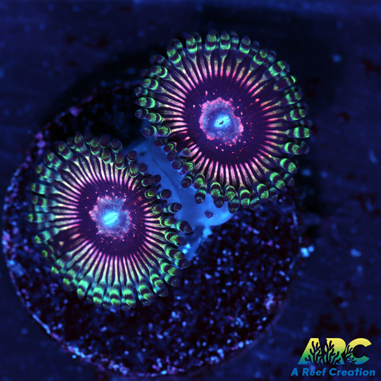 ARC Pink Poney Club Zoa