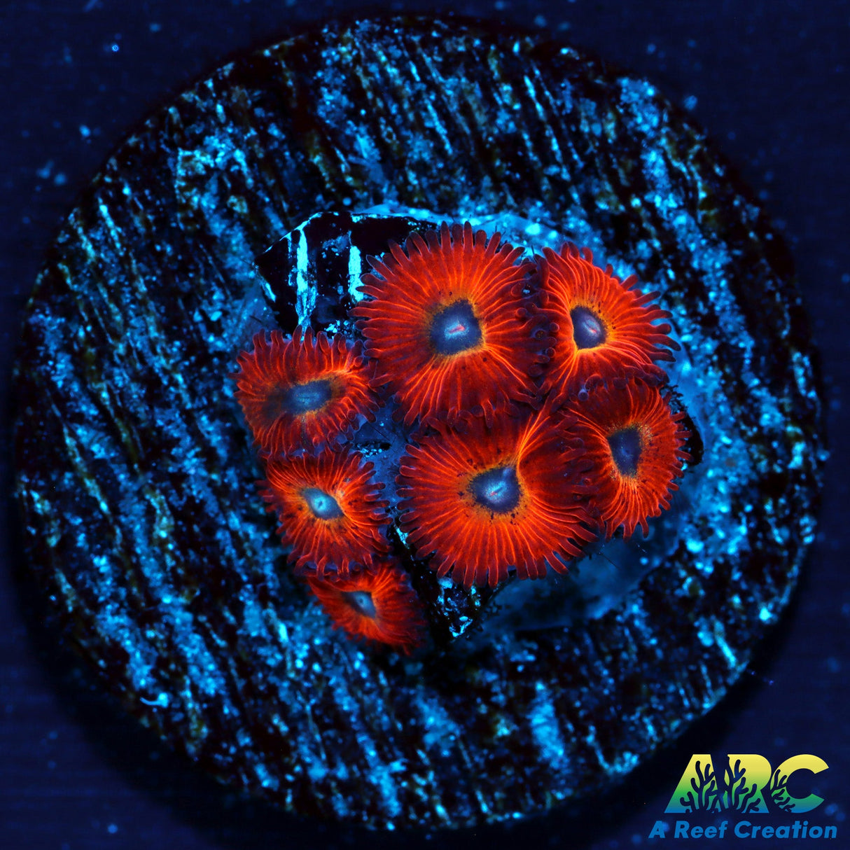 WWC Charmander Zoas