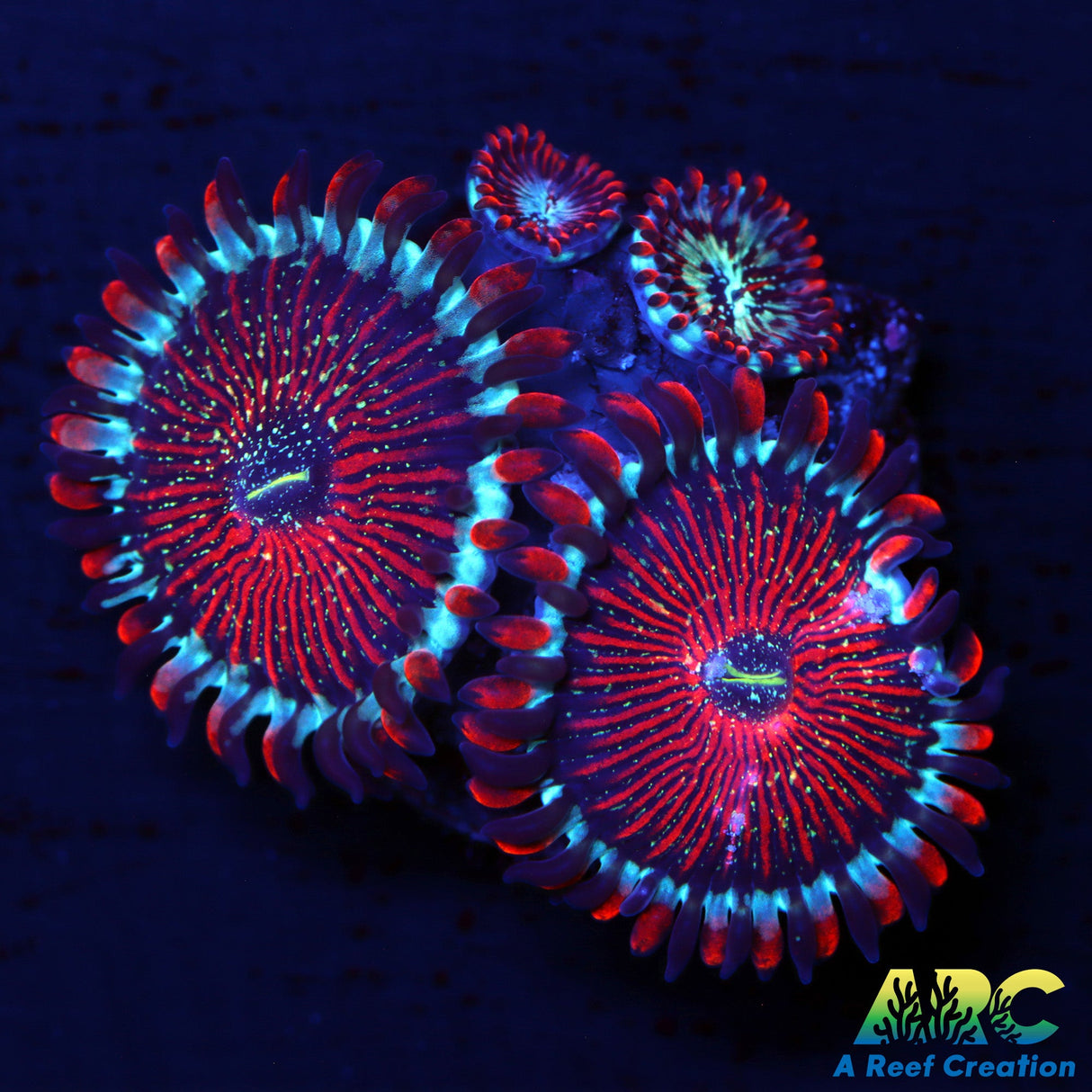 ARC Seductions