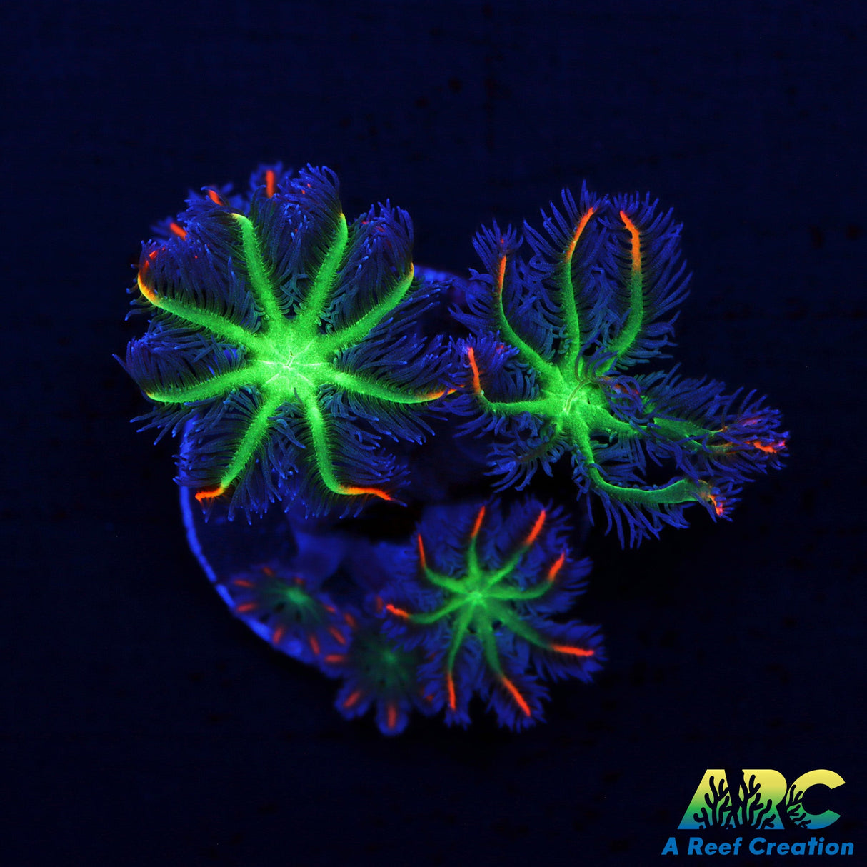 ARC Firecracker Clove Polyps