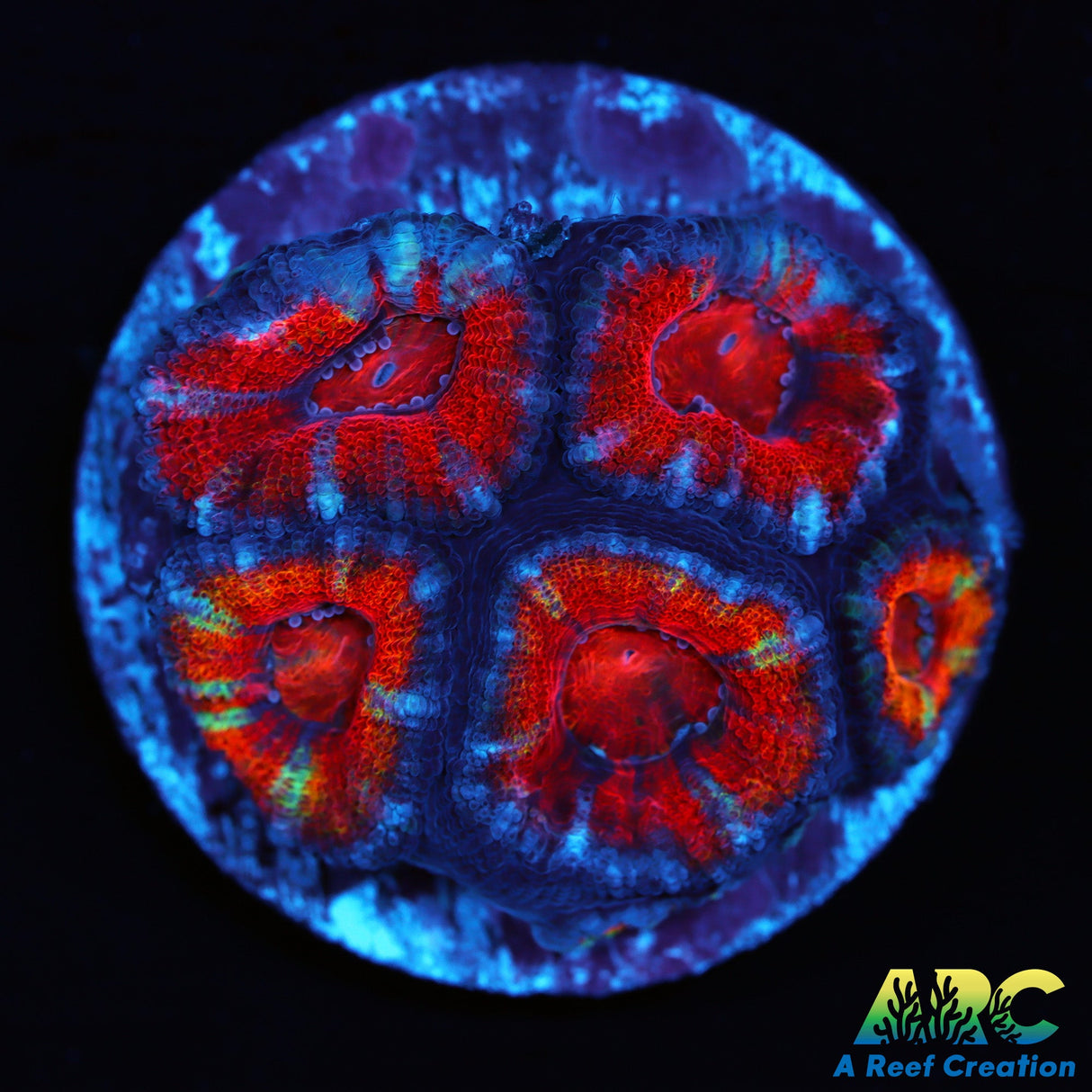 Rainbow Acan