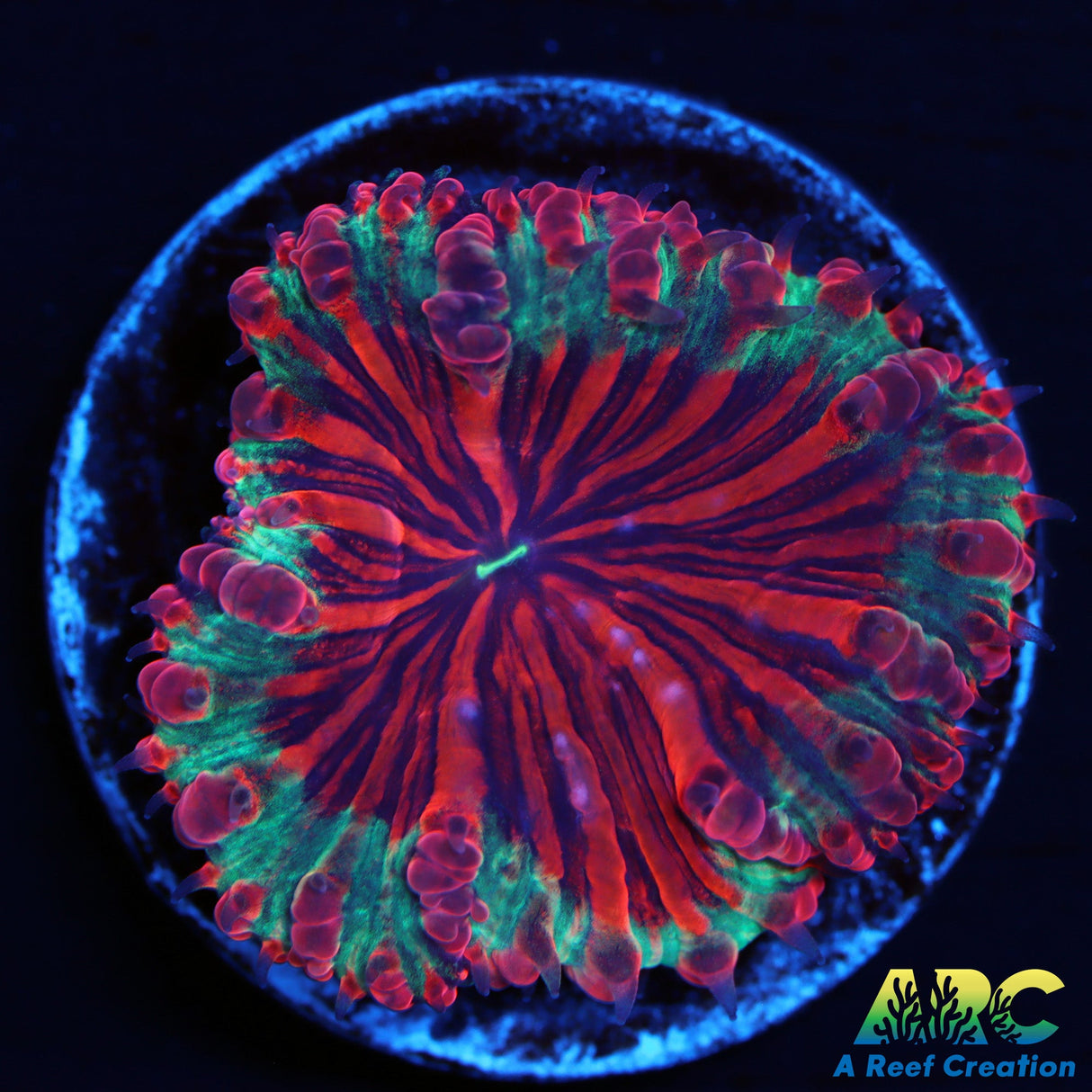 Rainbow Watermelon Blasto