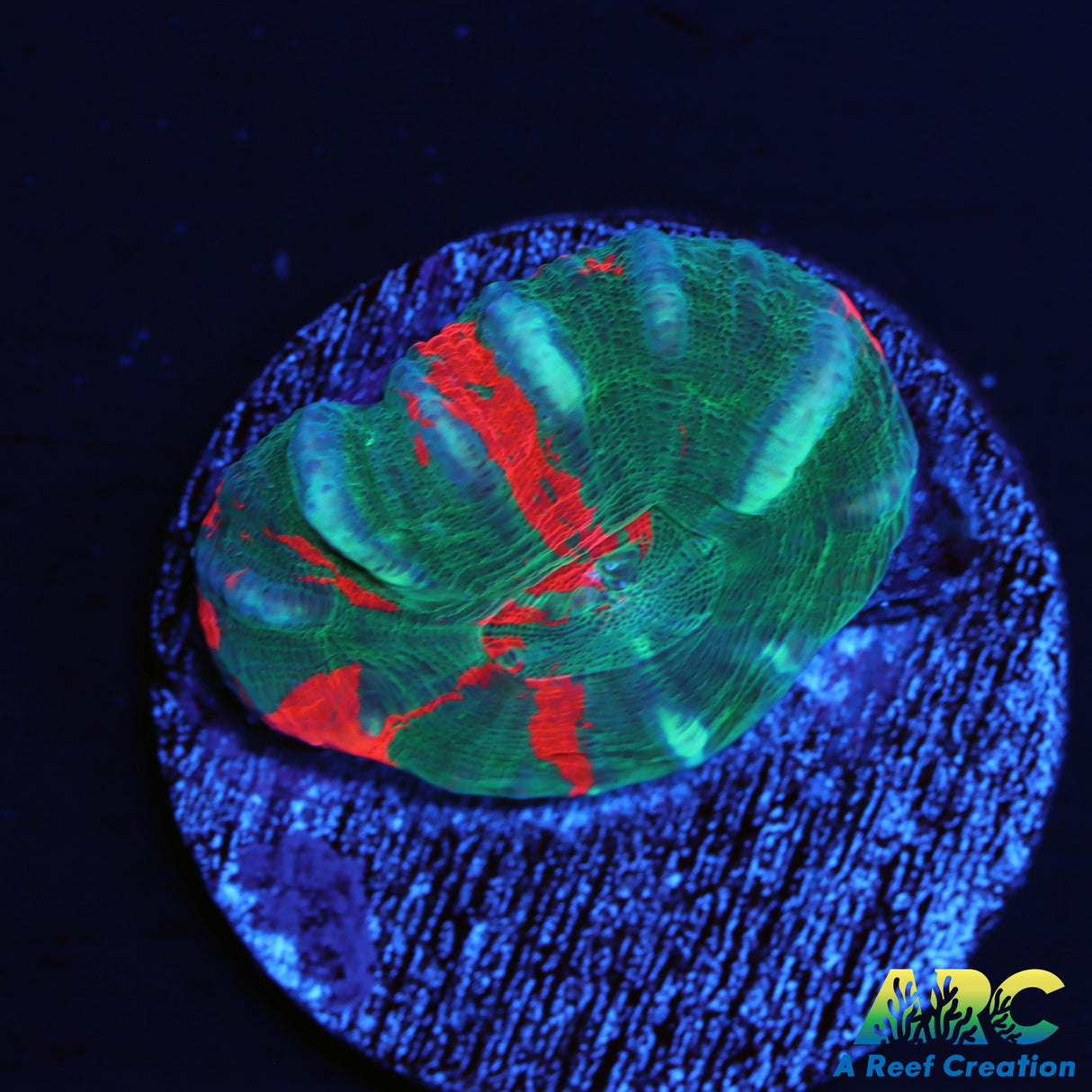Green Warpaint Scoly Frag