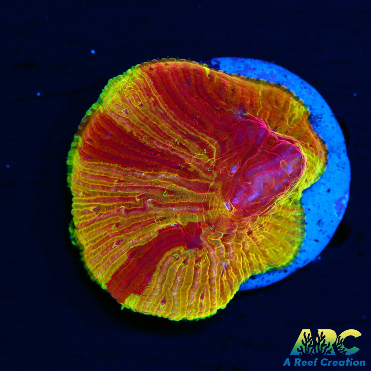 WWC Diablo Diaseris Plate