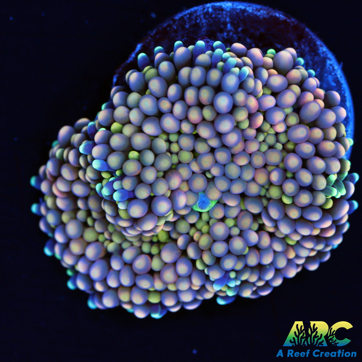 Rainbow Ricordea Mushroom