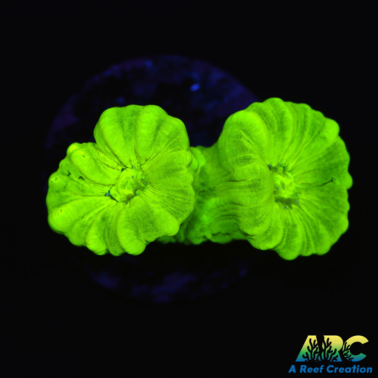 Kryptonite Candy Cane