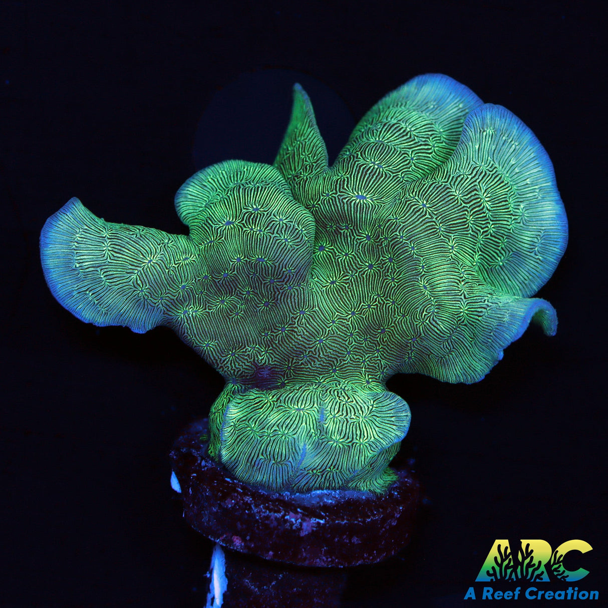 Potato Chip Coral