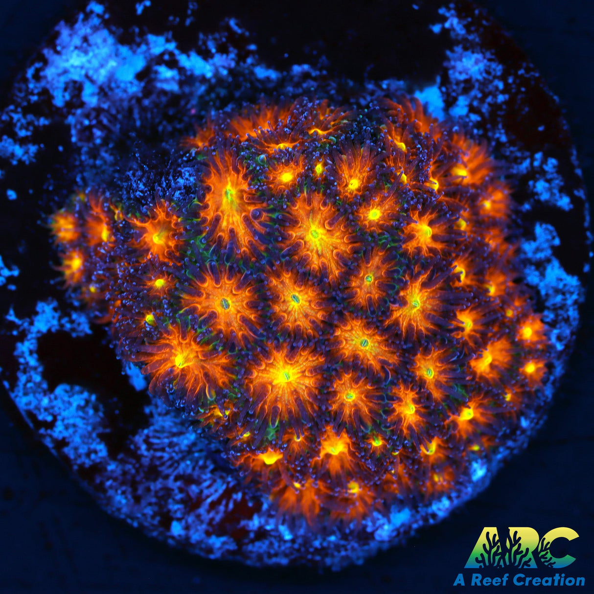 Honeycomb Leptastrea