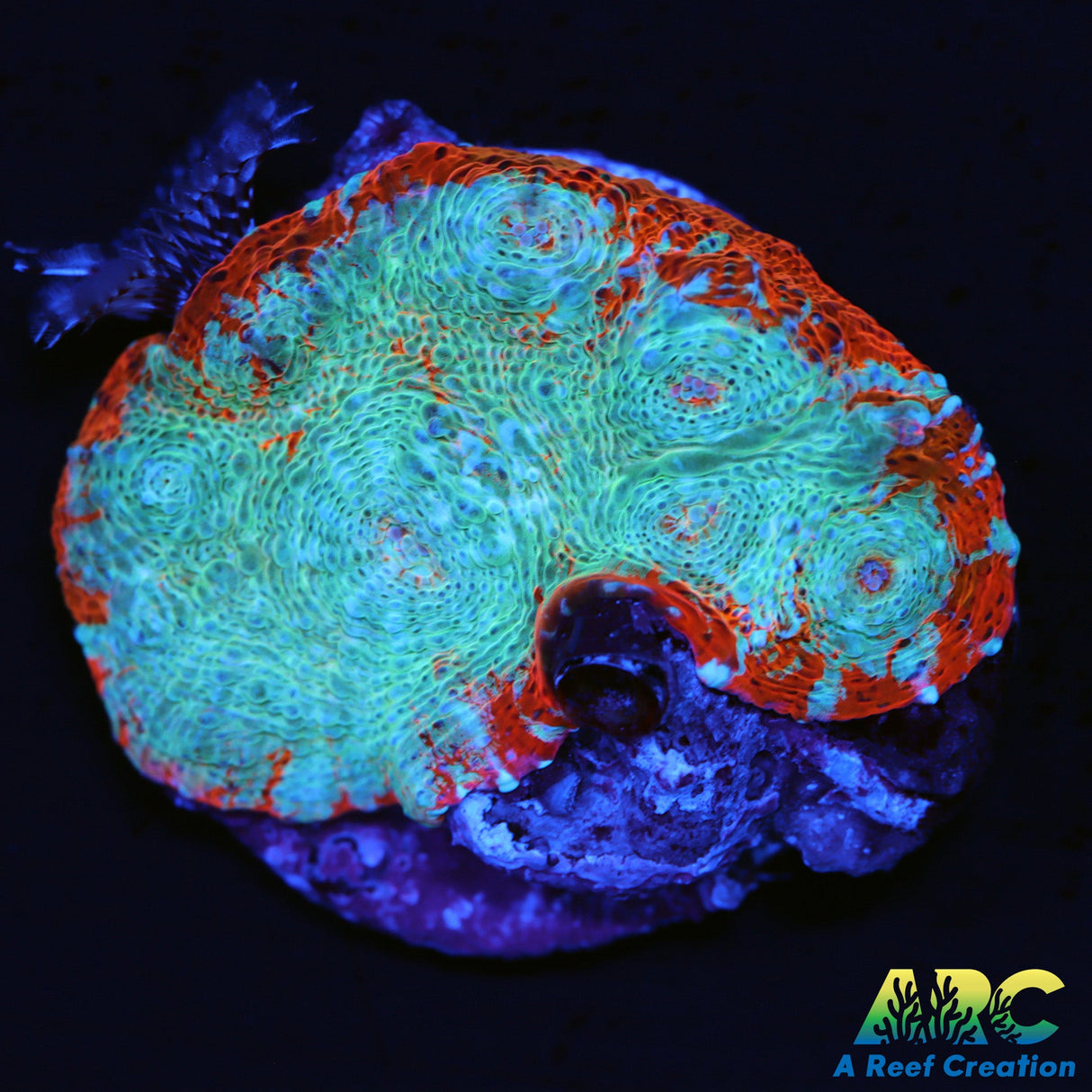 Orenji Chalice with Feather Duster