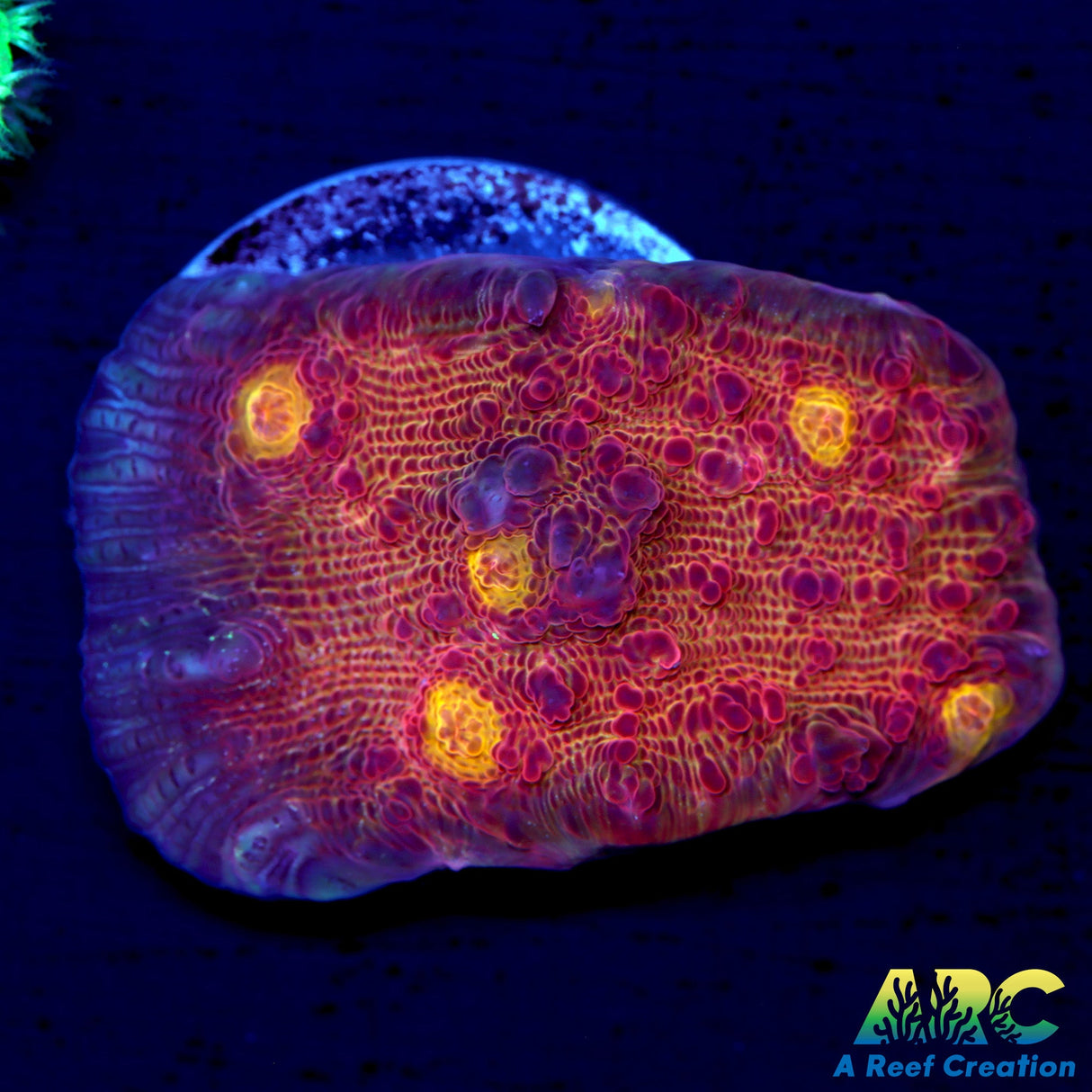 ARC Molton Lava Chalice