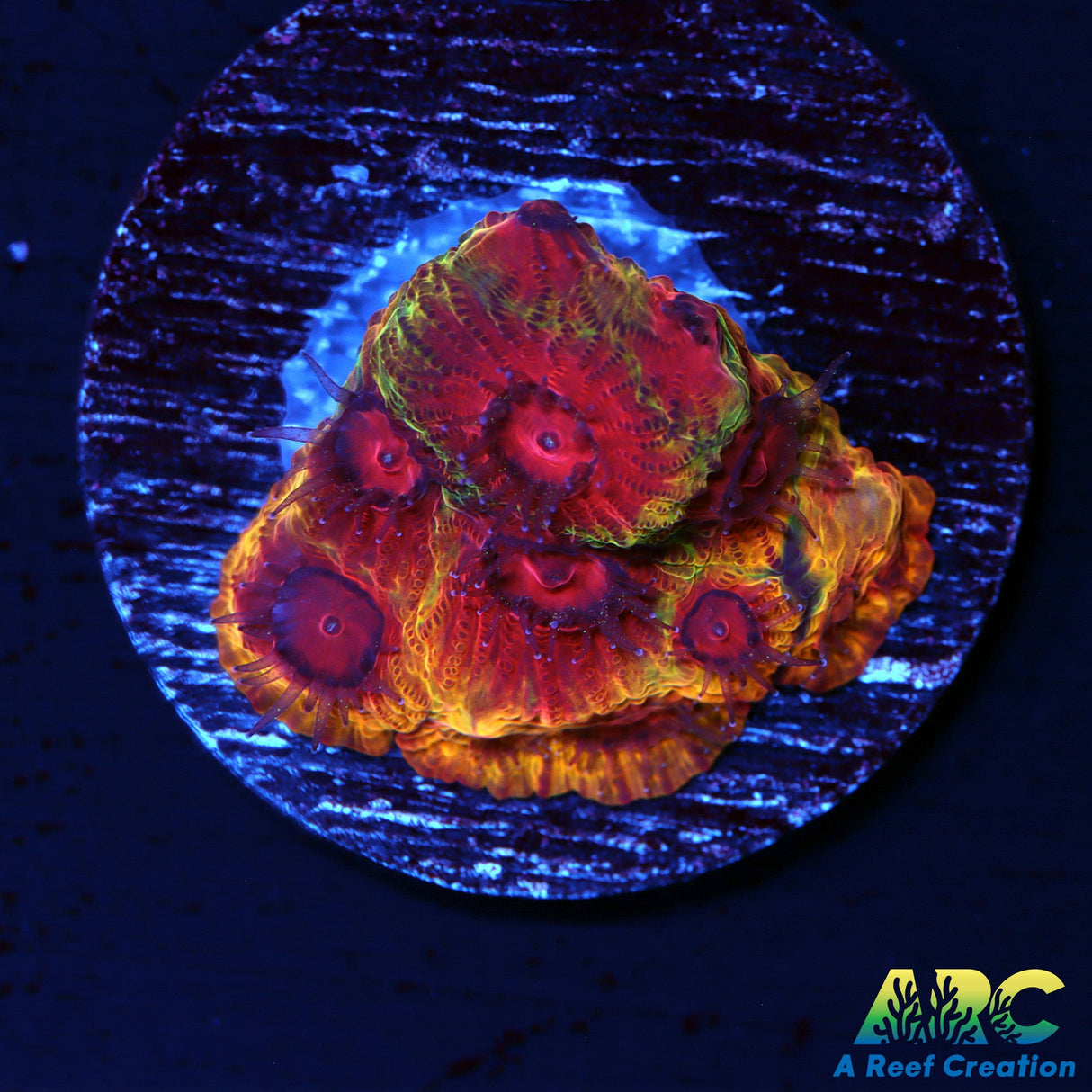 ARC Darth Maul Favia