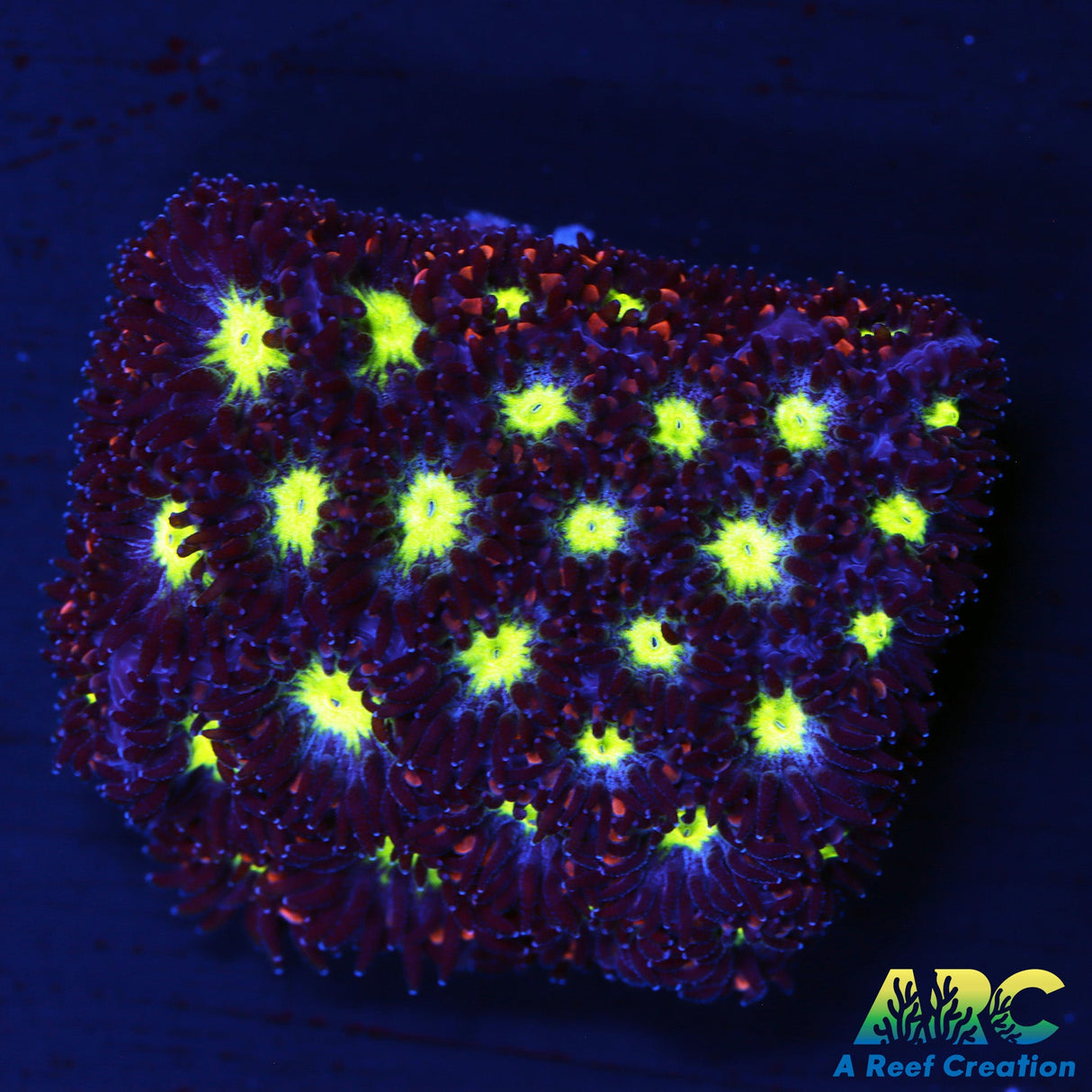 ARC Blueberry Lepto