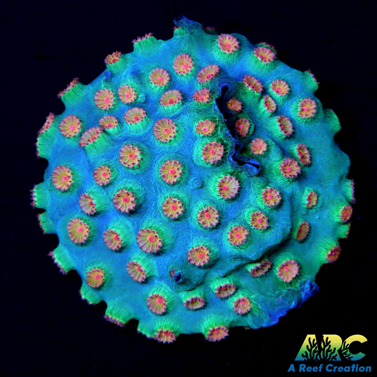 Meteor Shower Cyphastrea