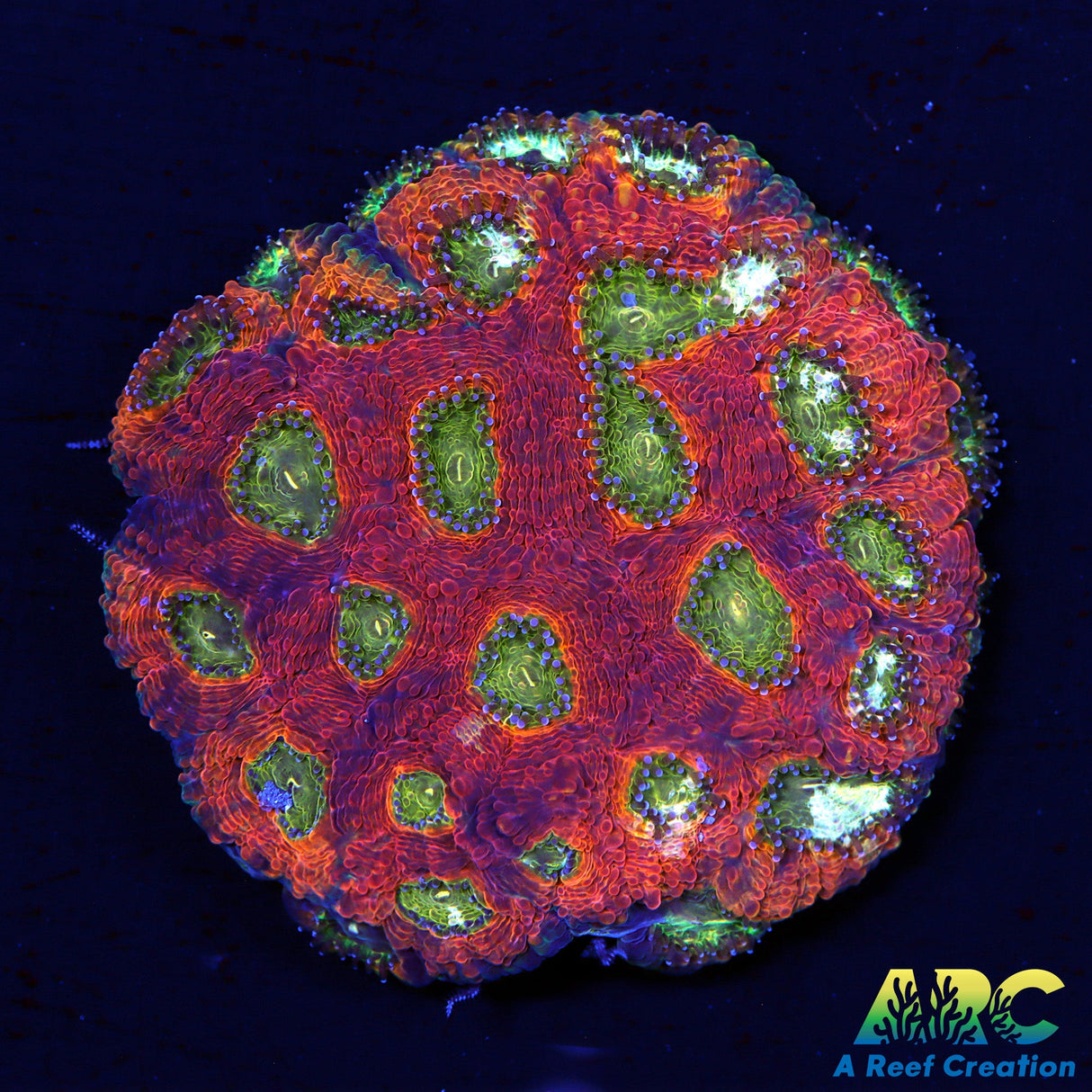 Orange Crush Acan Echinata