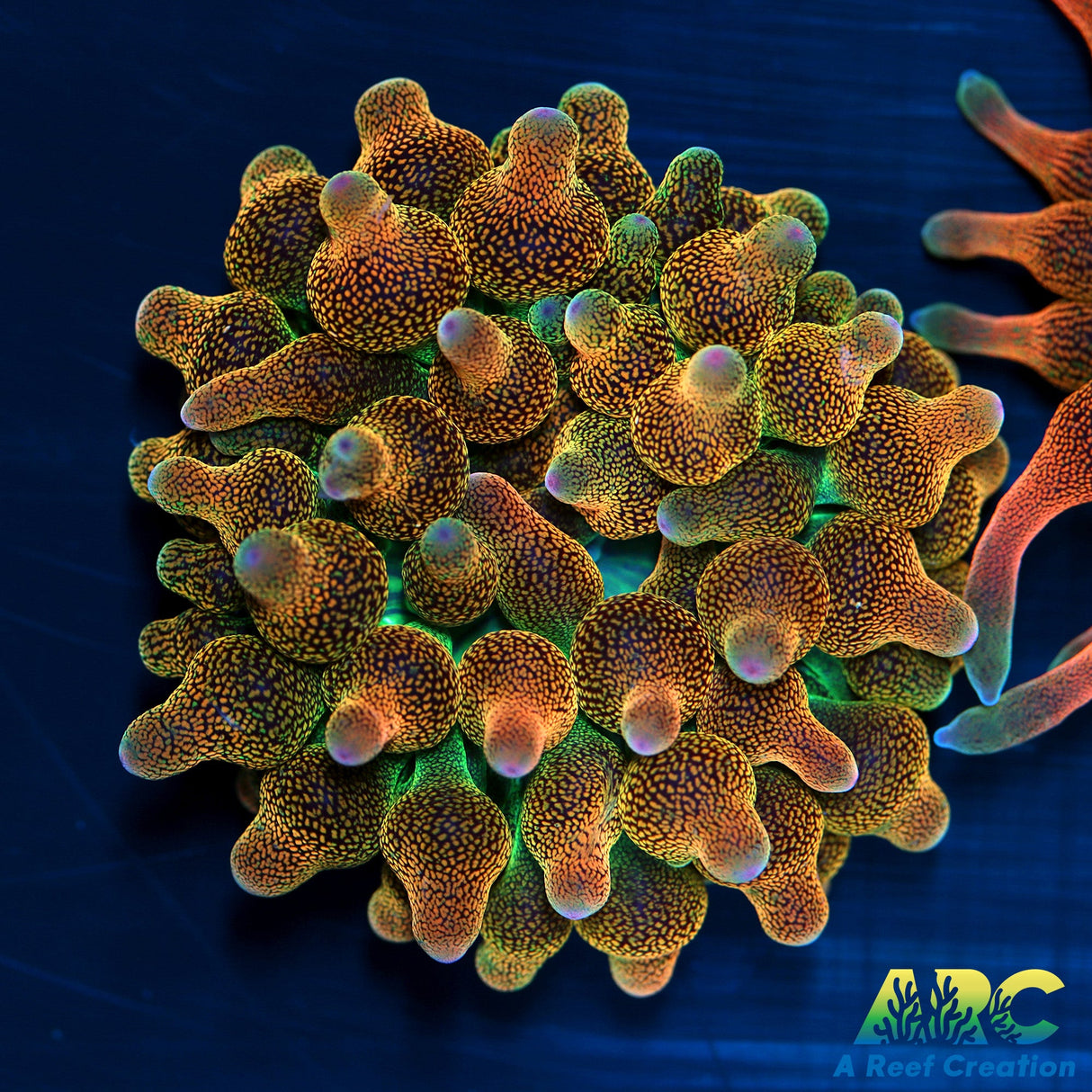 Rainbow Bubble Tip Anemone