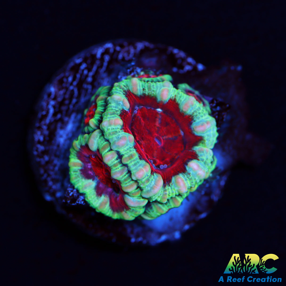 Captive Spawned Rainbow Acan