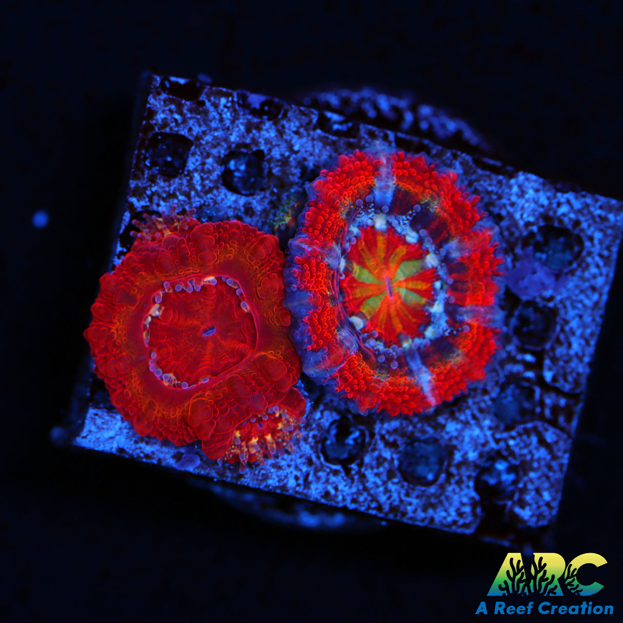 Captive Spawned Rainbow Acan