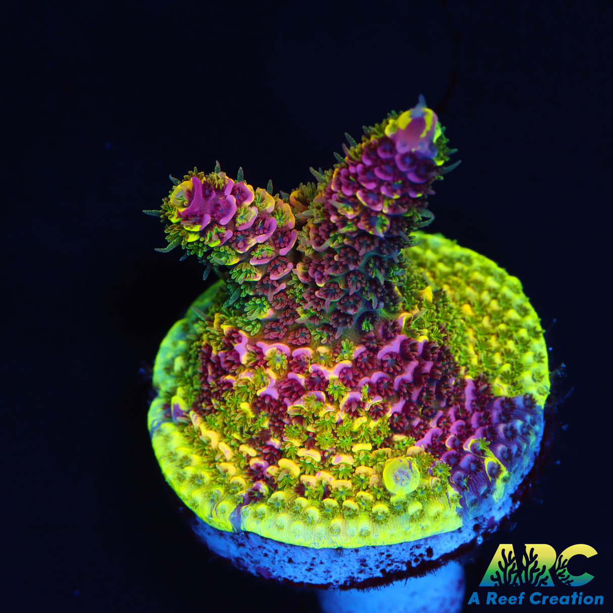 RRC Rainbow Splice Acro Show Piece