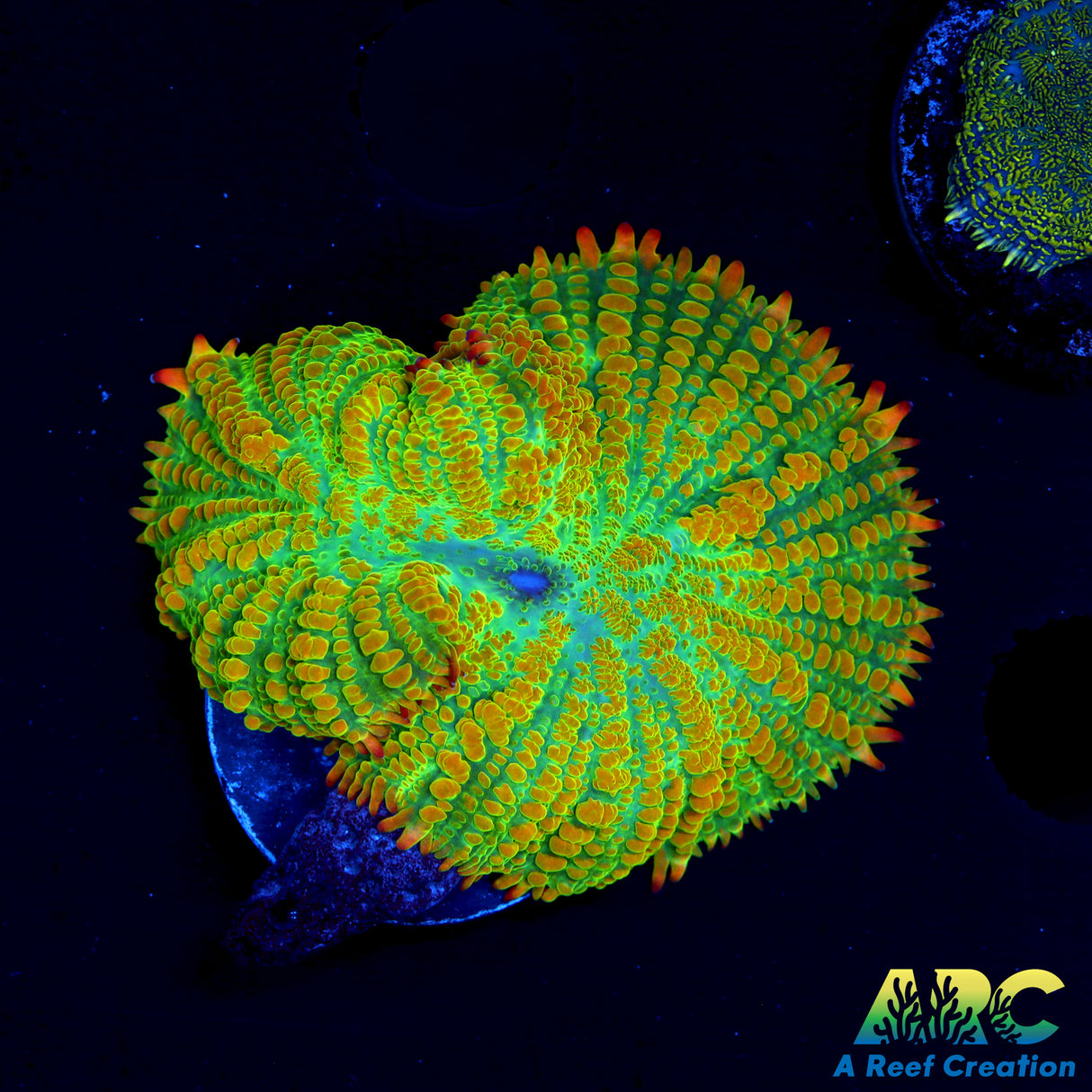 Tequila Sunrise Mushroom