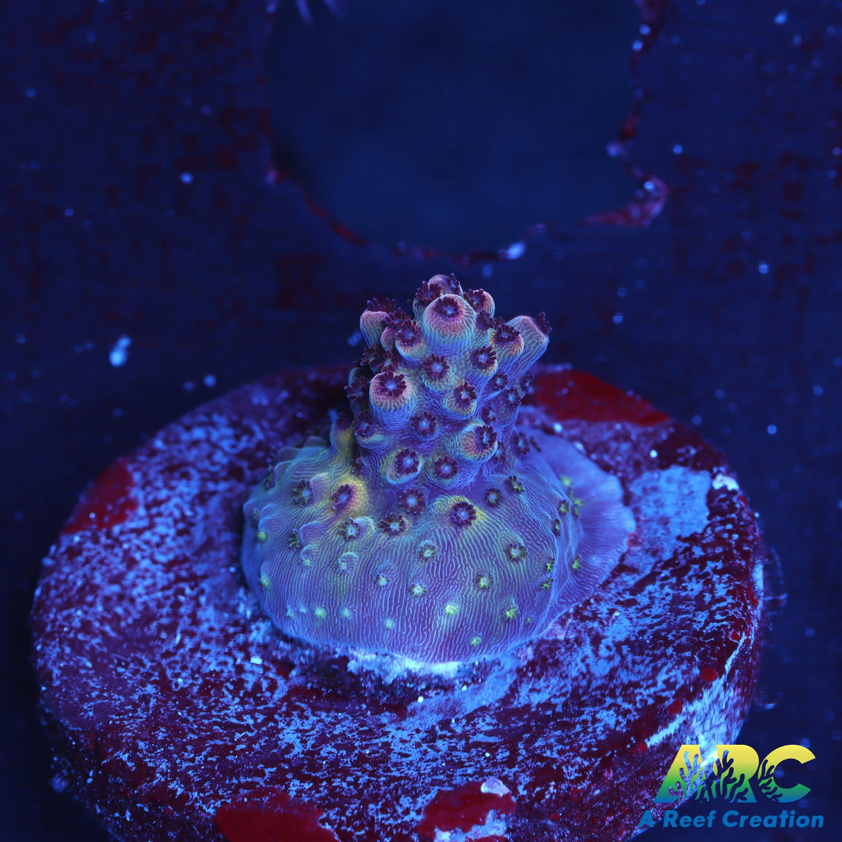 Pomegranate Table Acro