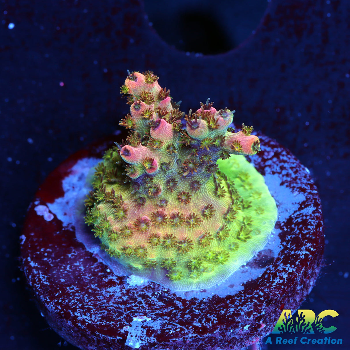 TSA Carolina Reaper Acro