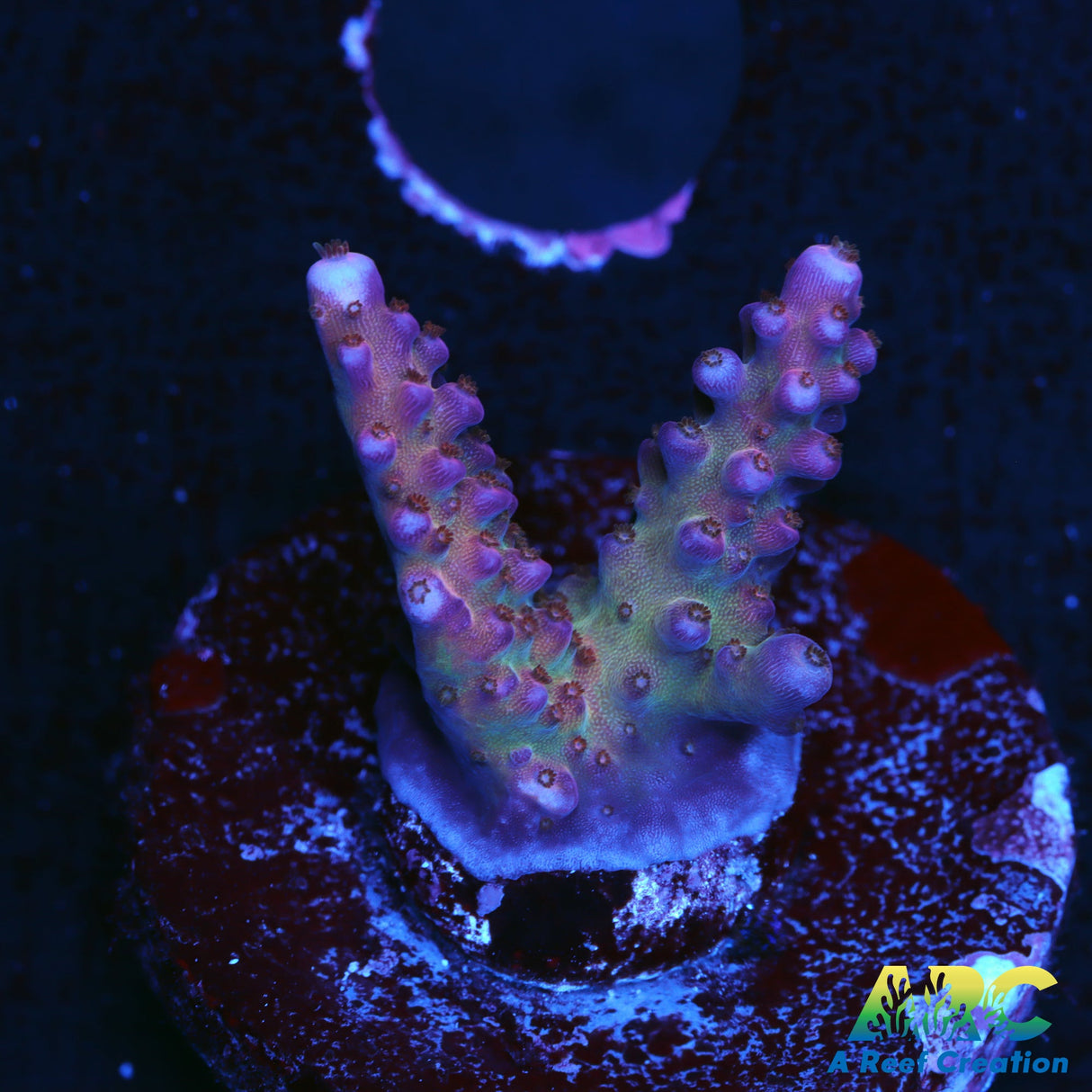 Tyree Merlin's Staff