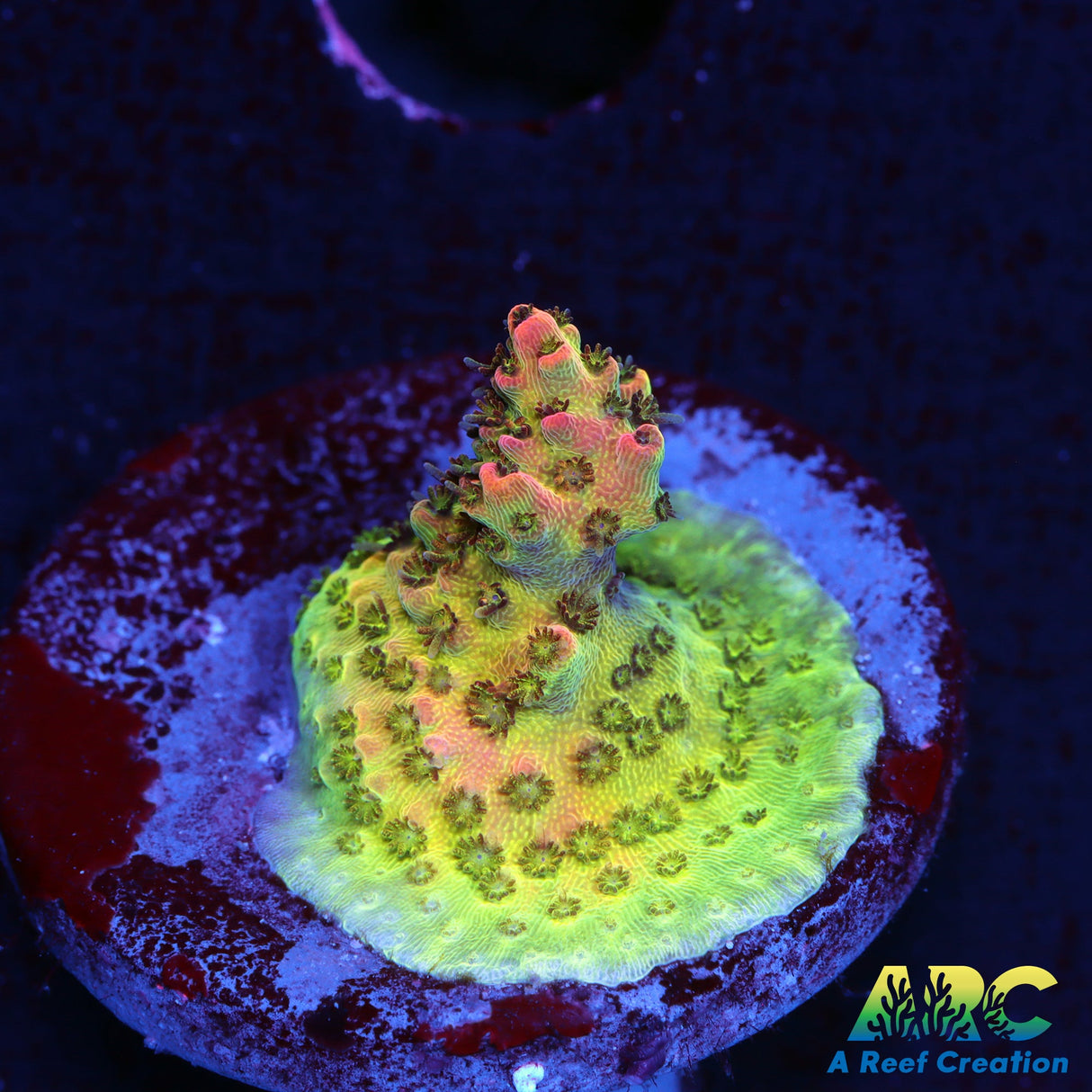 TSA Carolina Reaper Acro