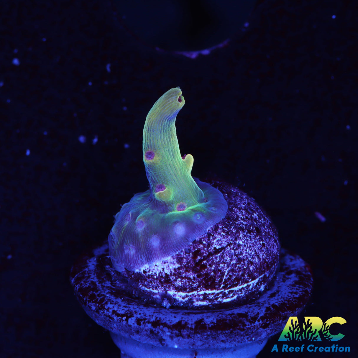 BK Chem Creme de la Creme