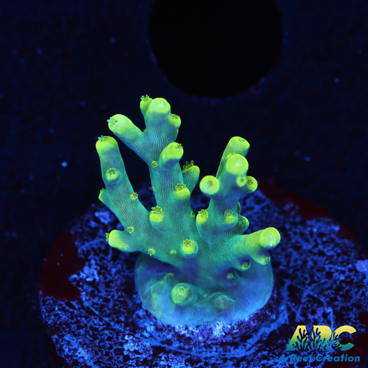 Pratt Reef Table Acro