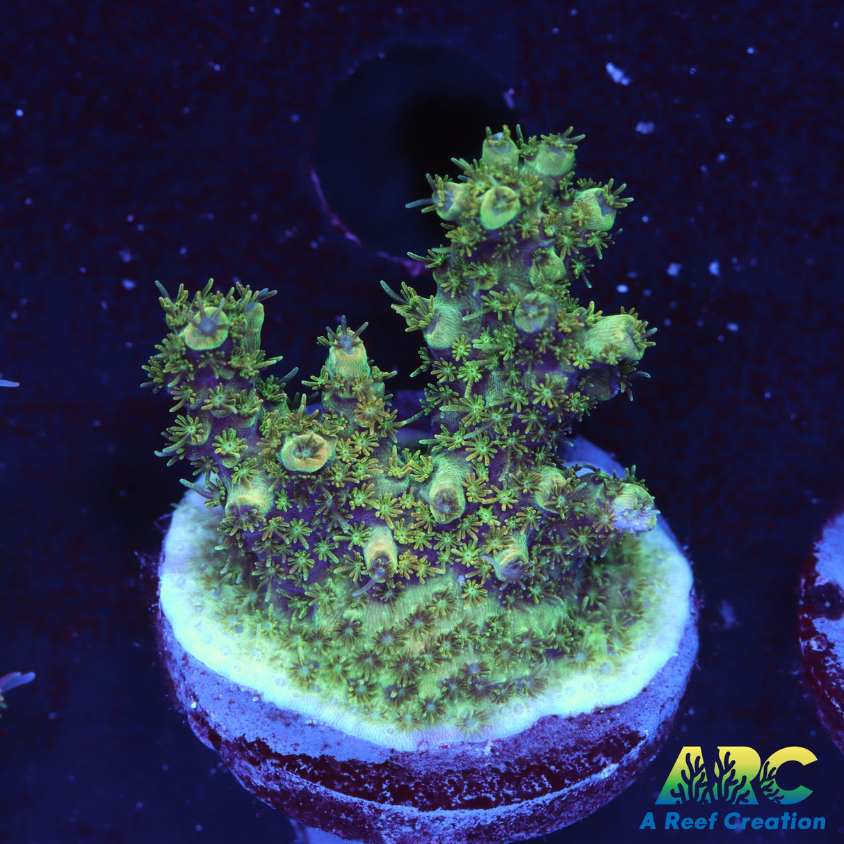 TSA Carolina Reaper Acro