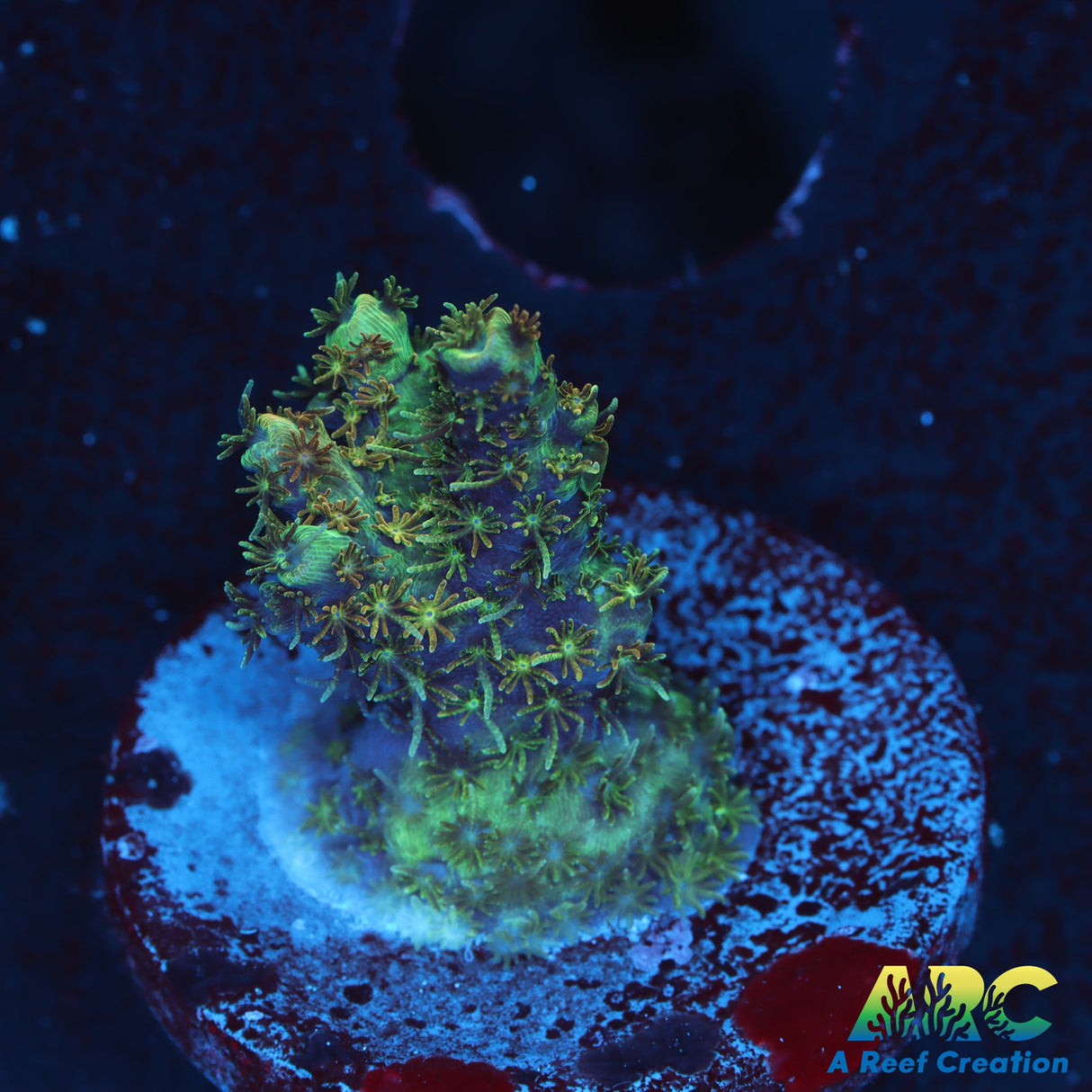 TSA Carolina Reaper Acro