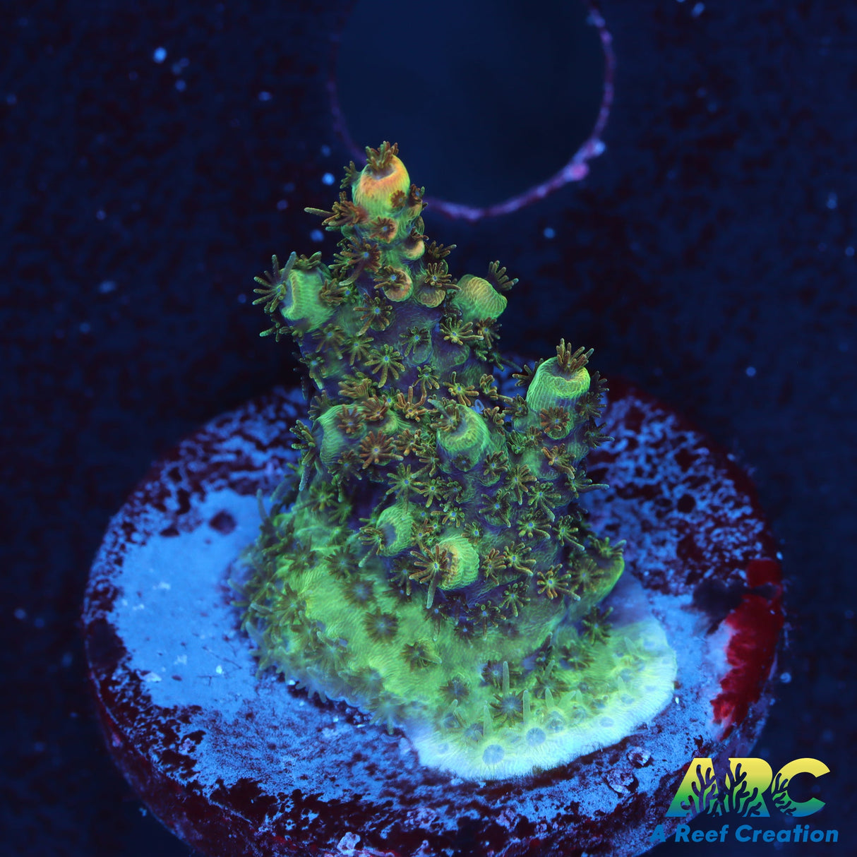 TSA Carolina Reaper Acro