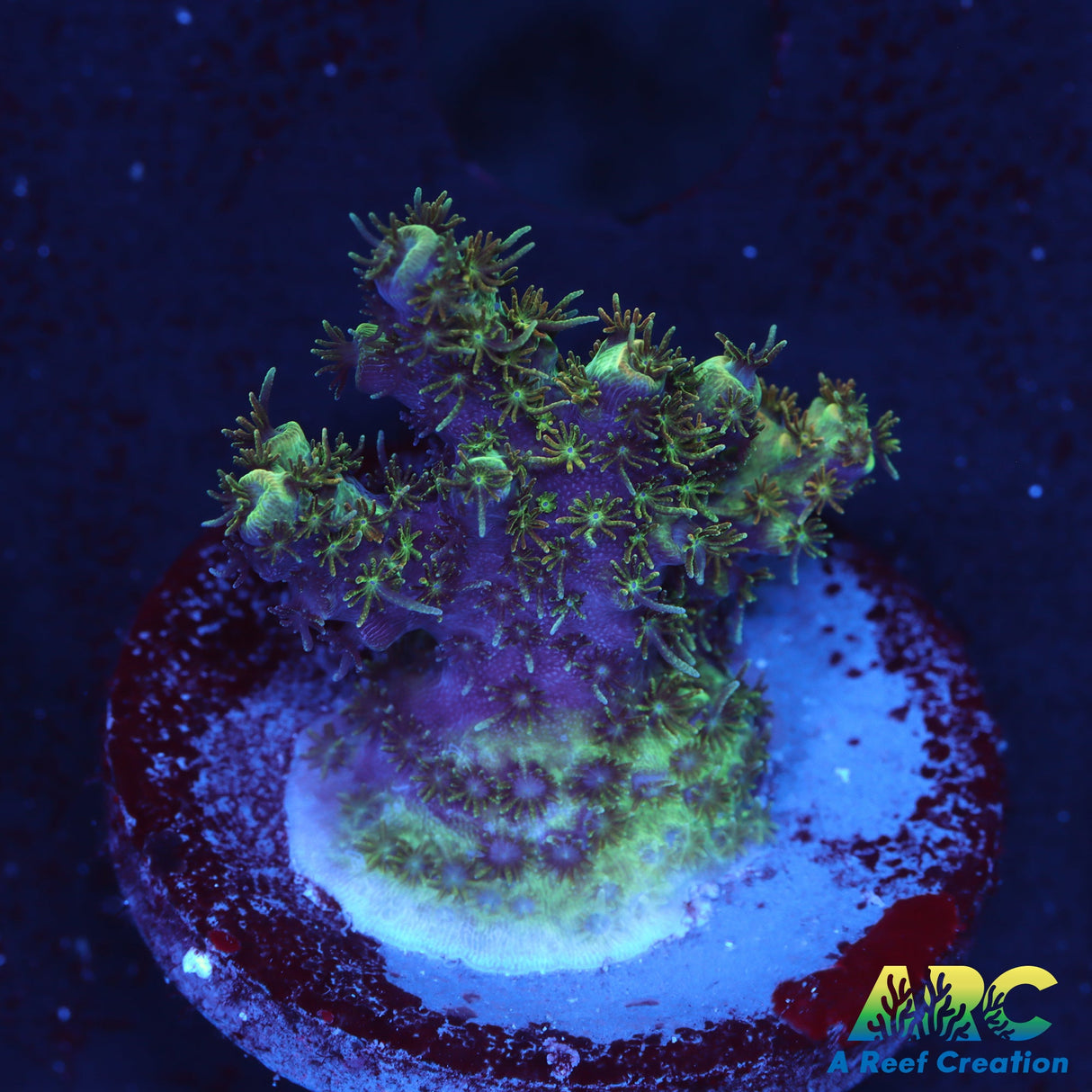 TSA Carolina Reaper Acro