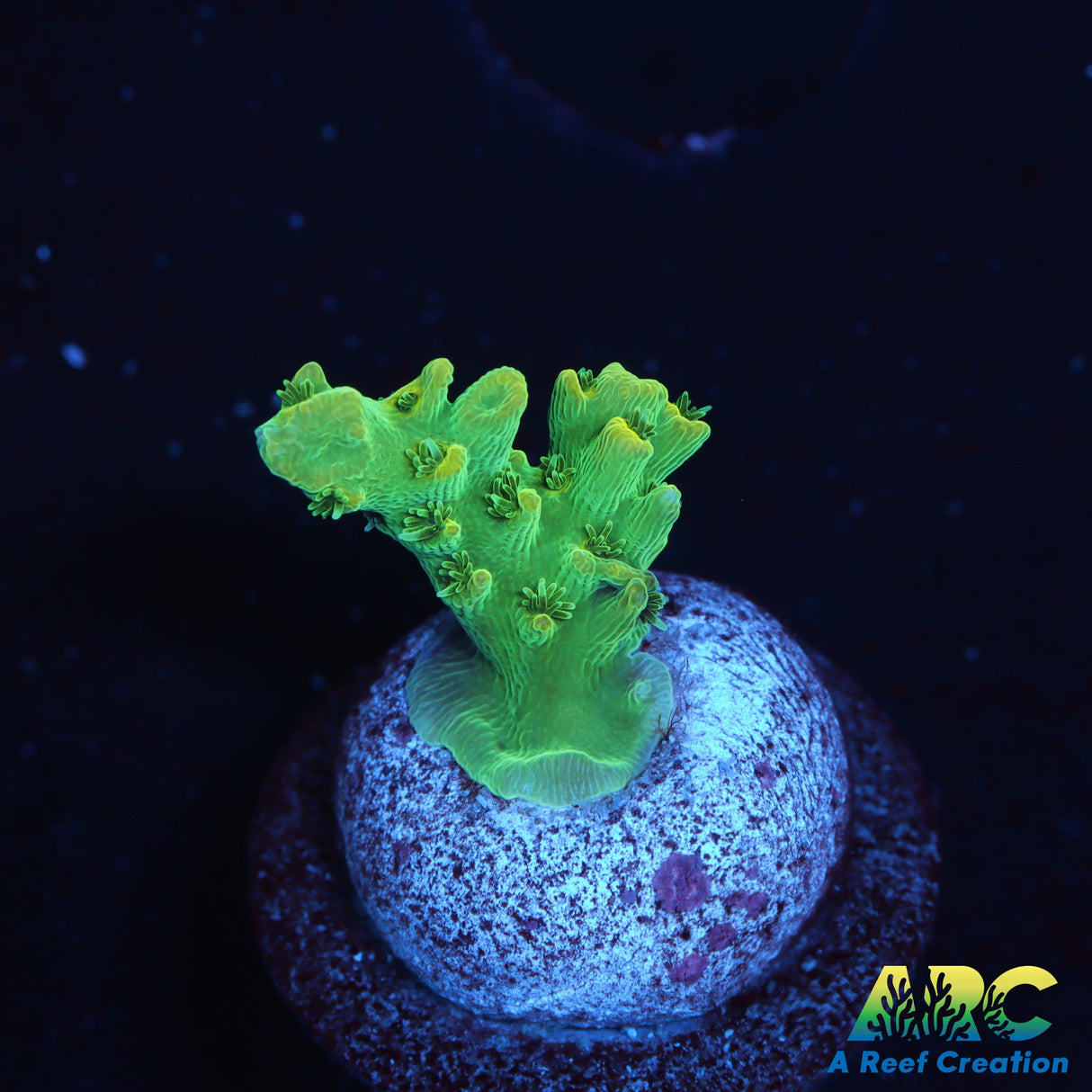 ARC Fuzzy Lime Table