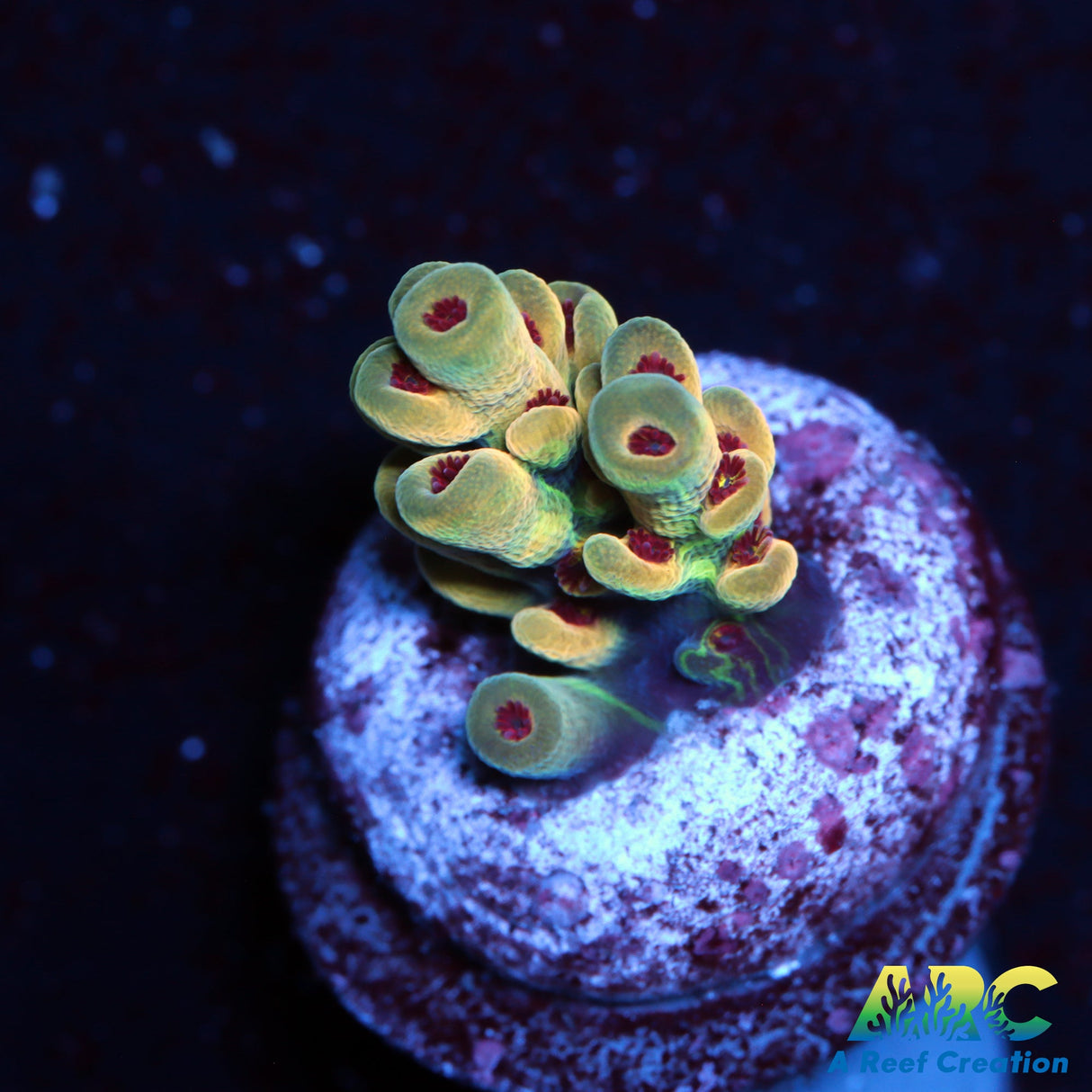 BK Chem Creme de la Creme