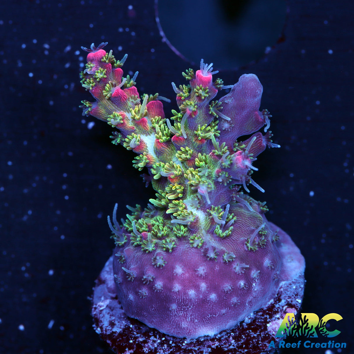 Tyree Pinky the Bear Acro