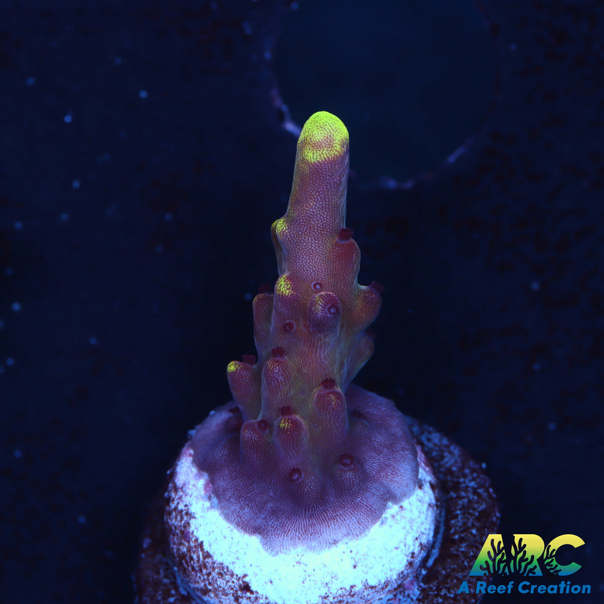 JF Fox Flame Acro