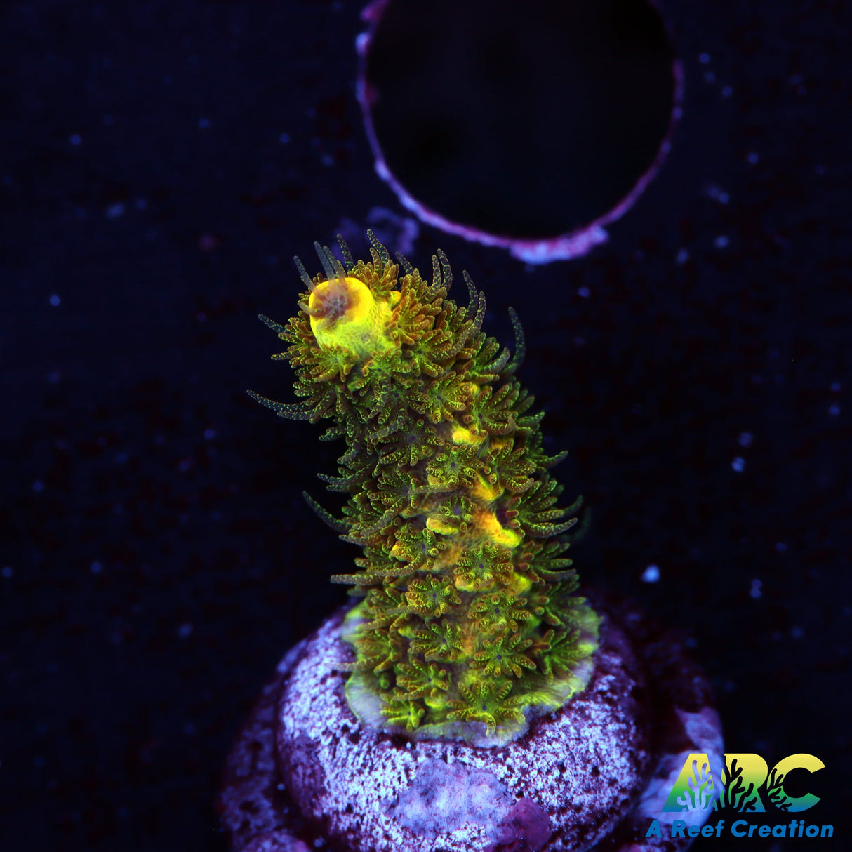 RRC Rainbow Splice Acro