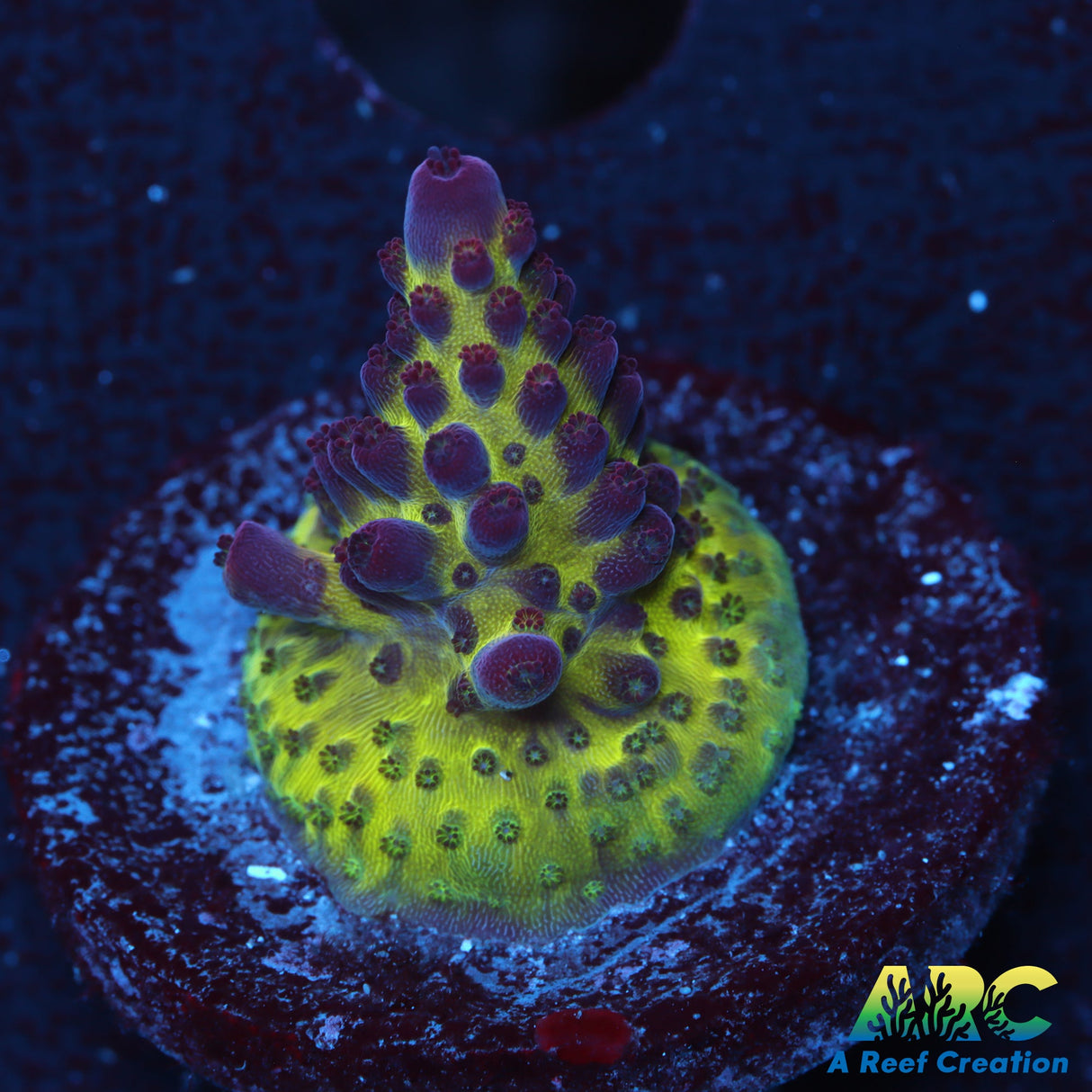 Sanjay's Red Photon Acro