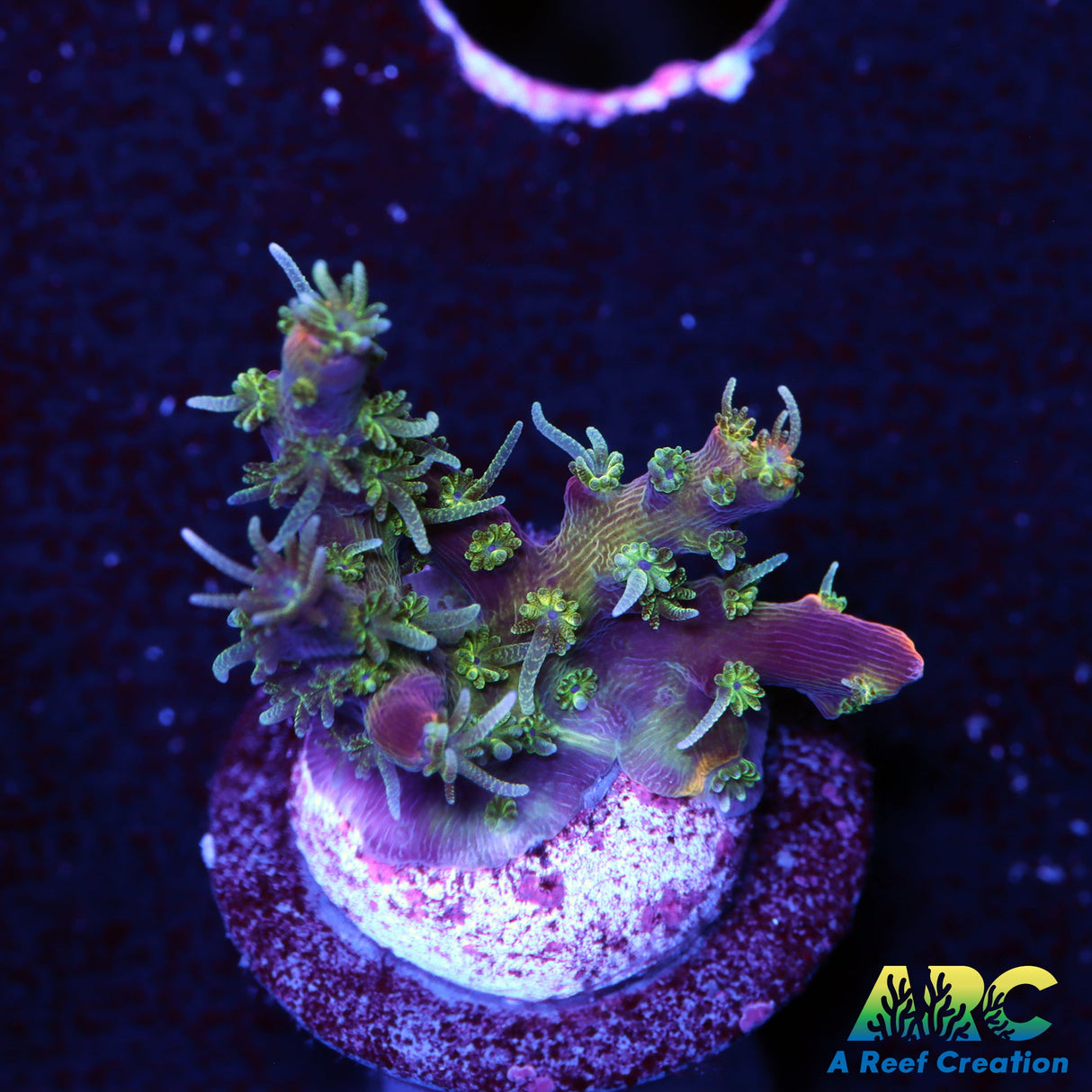 ARC Purple Hair Monster Acro