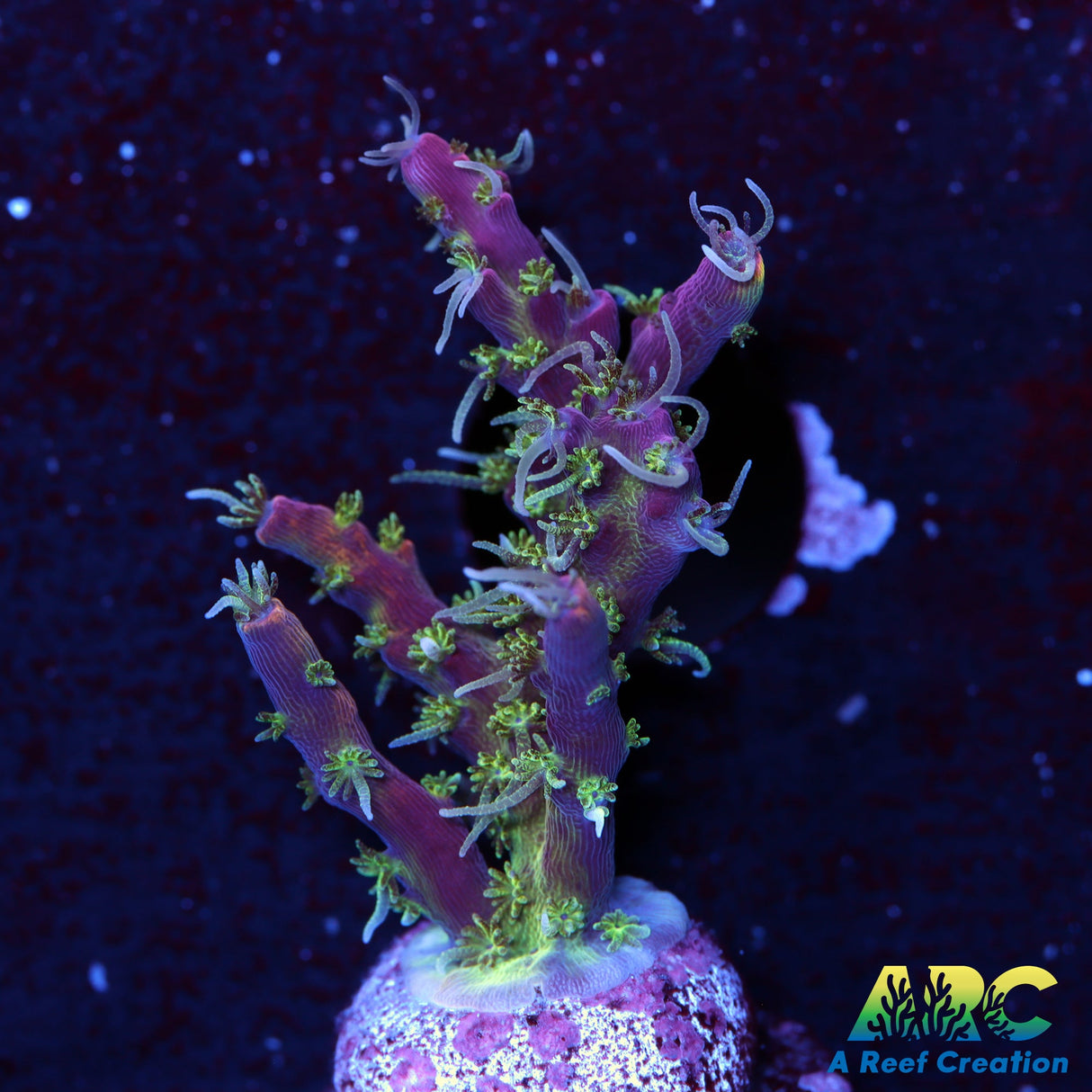 ARC Purple Hair Monster Acro