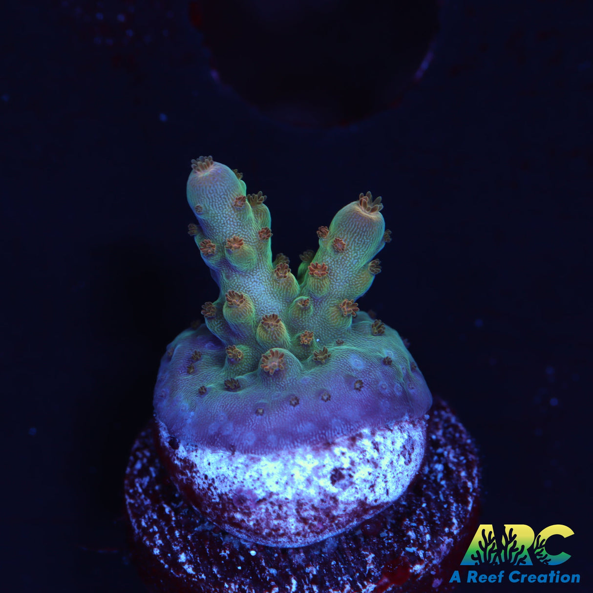 Anthony's Pink Granulosa