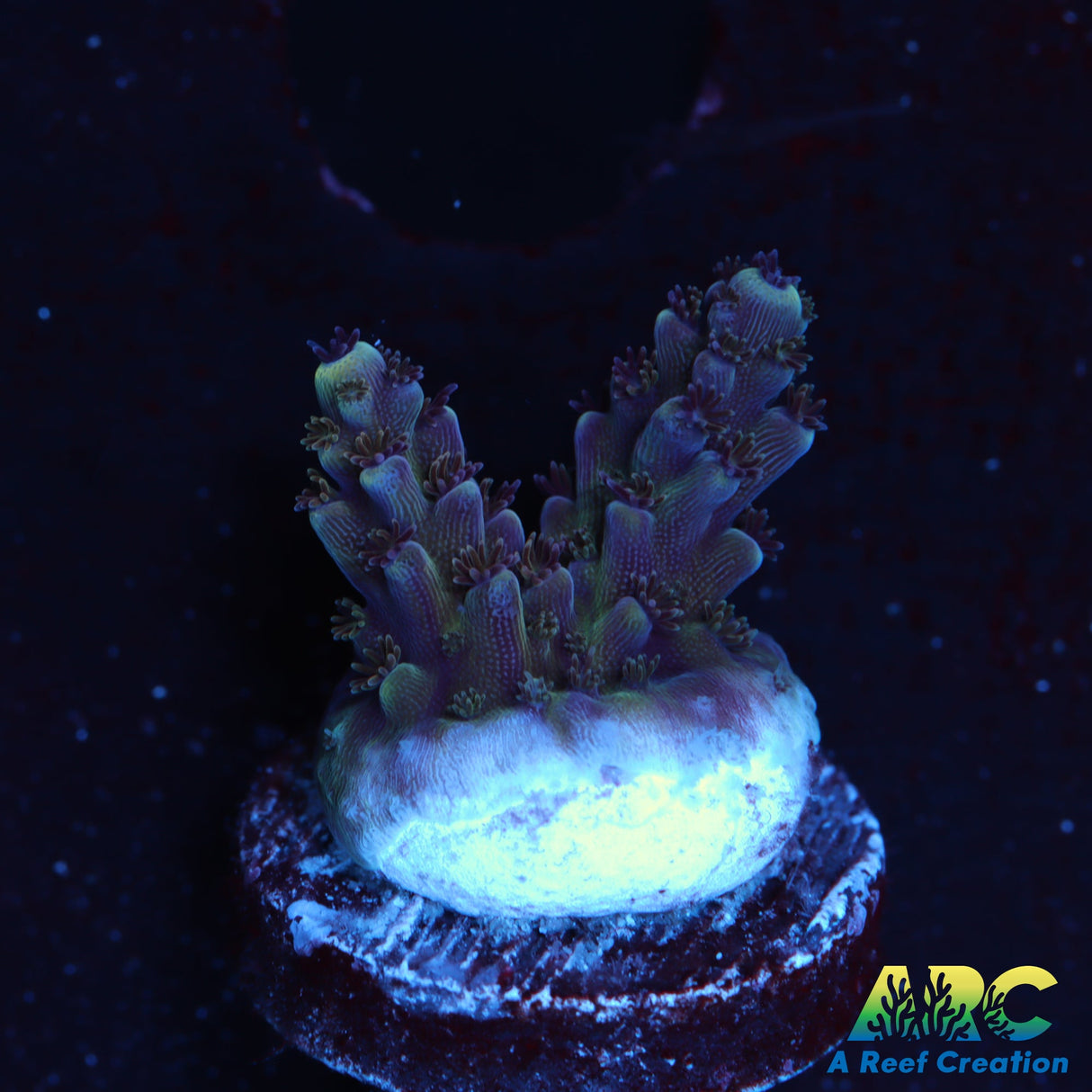 Sanjay's Concord Grape Table