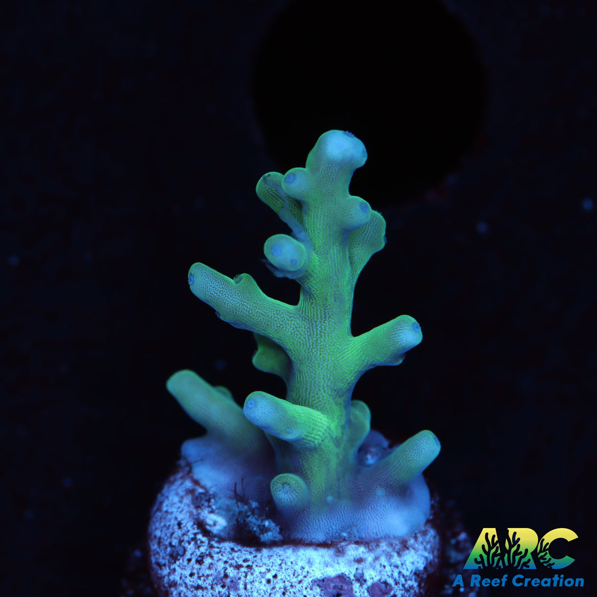 Sanjay's Blue Spruce Acro