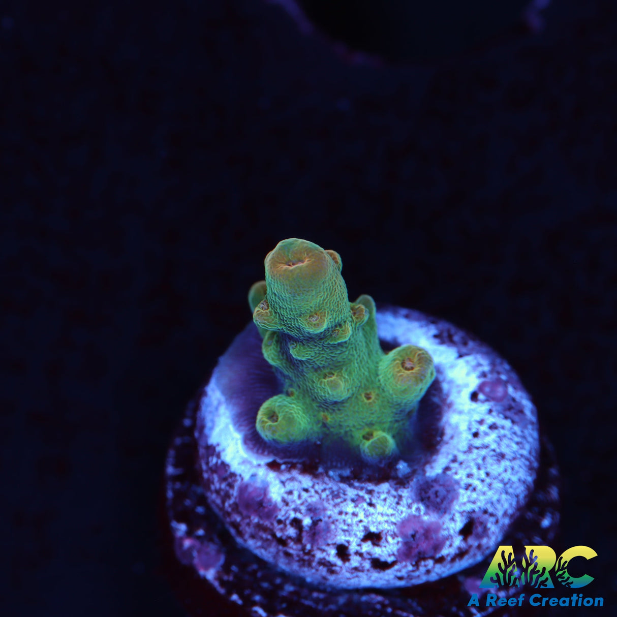 ARC Anthony's Pink Granulosa