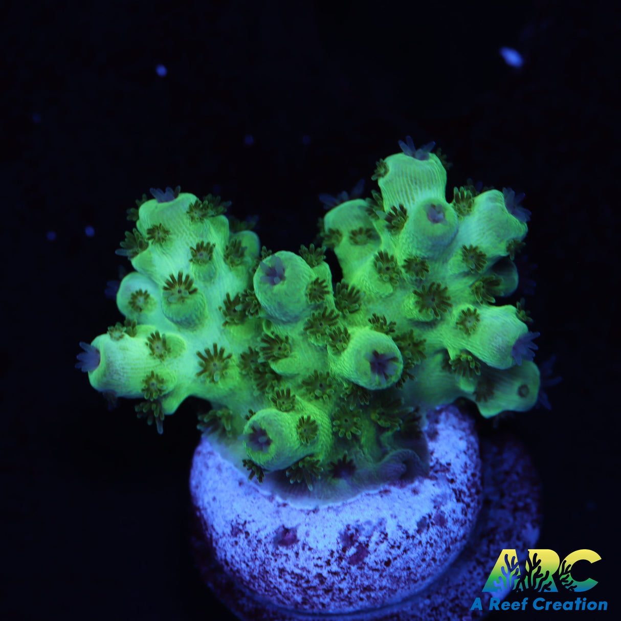 Acropora Sarmentosa